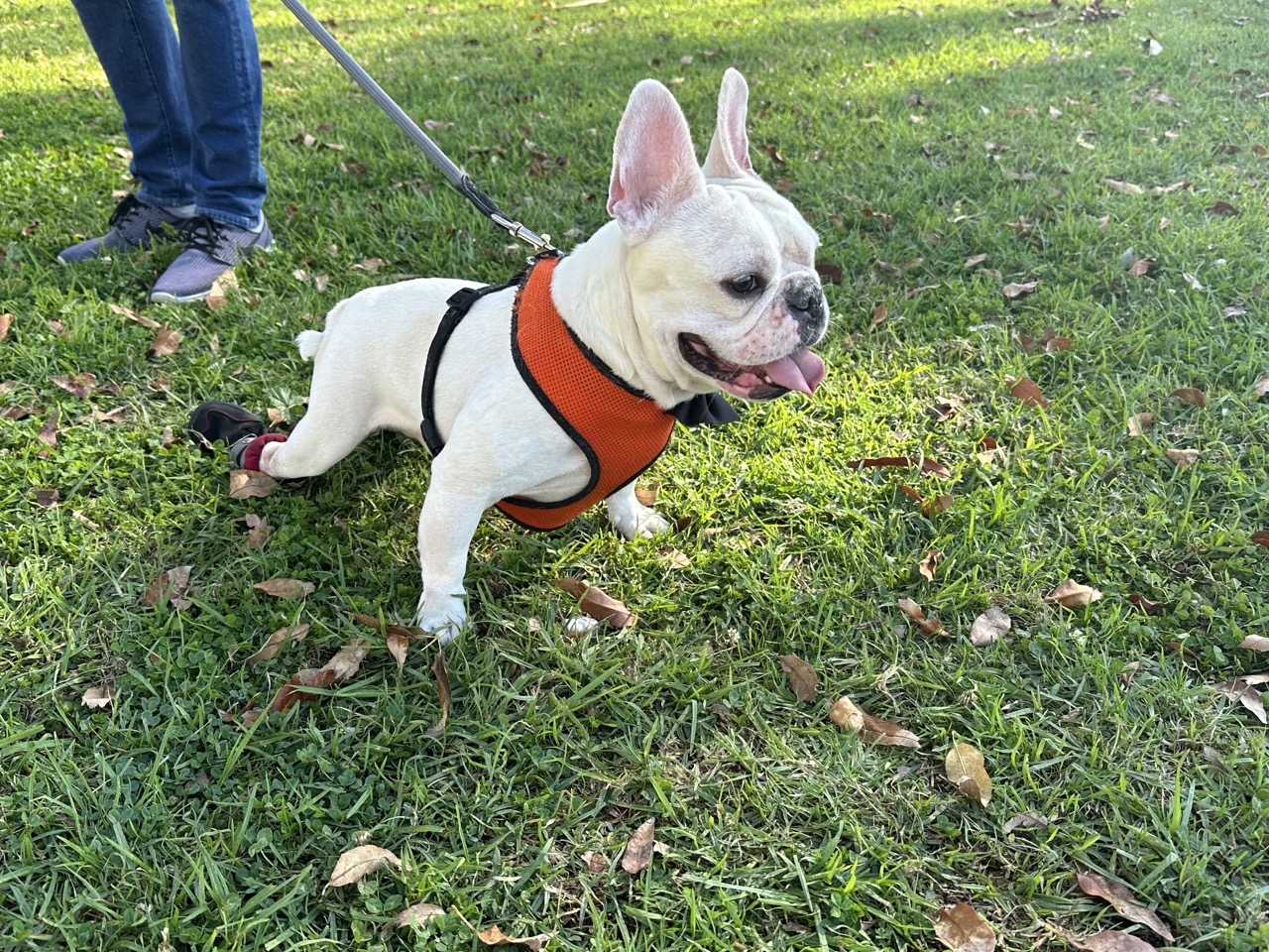 Winston in his red harness