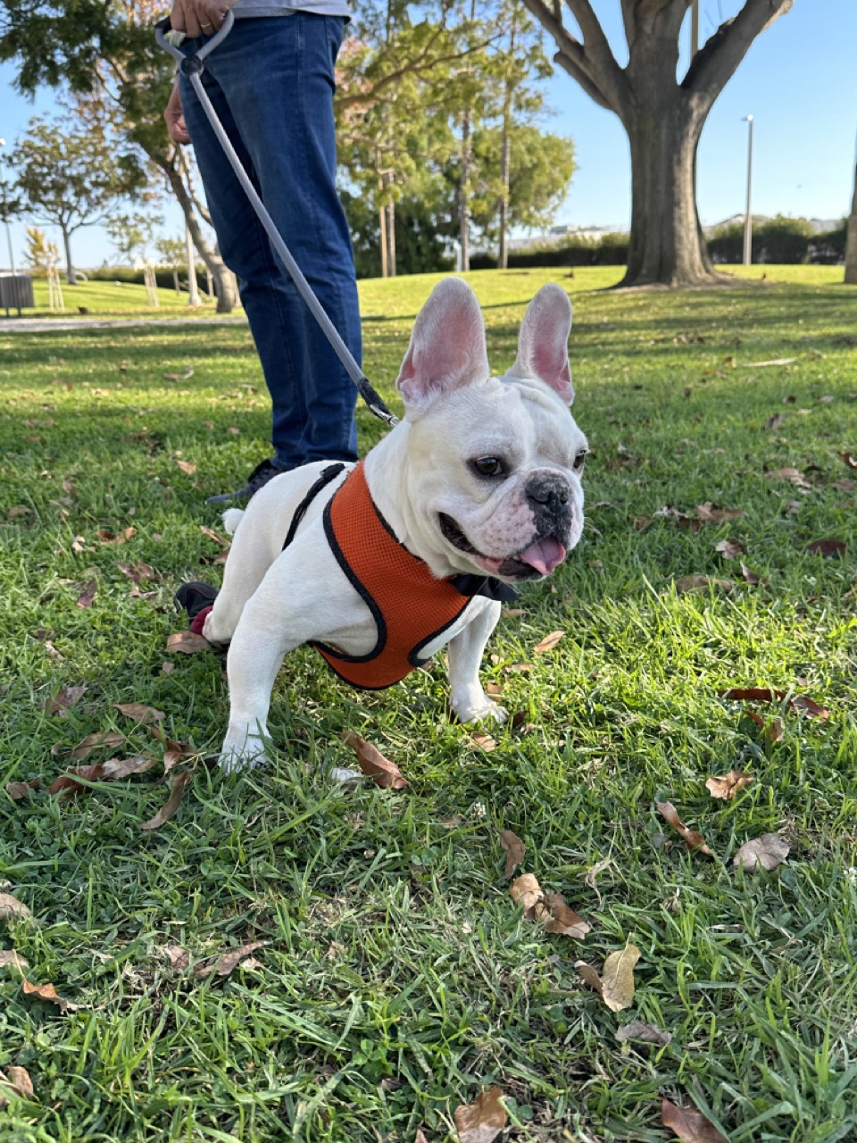 Winston on the grass