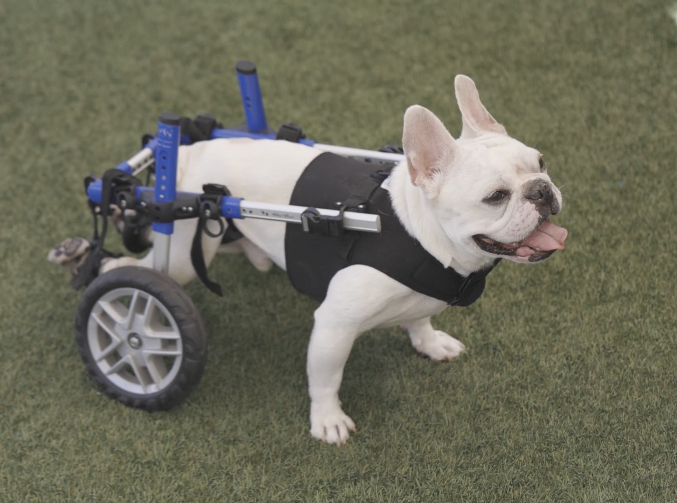 Winston in his wheelchair