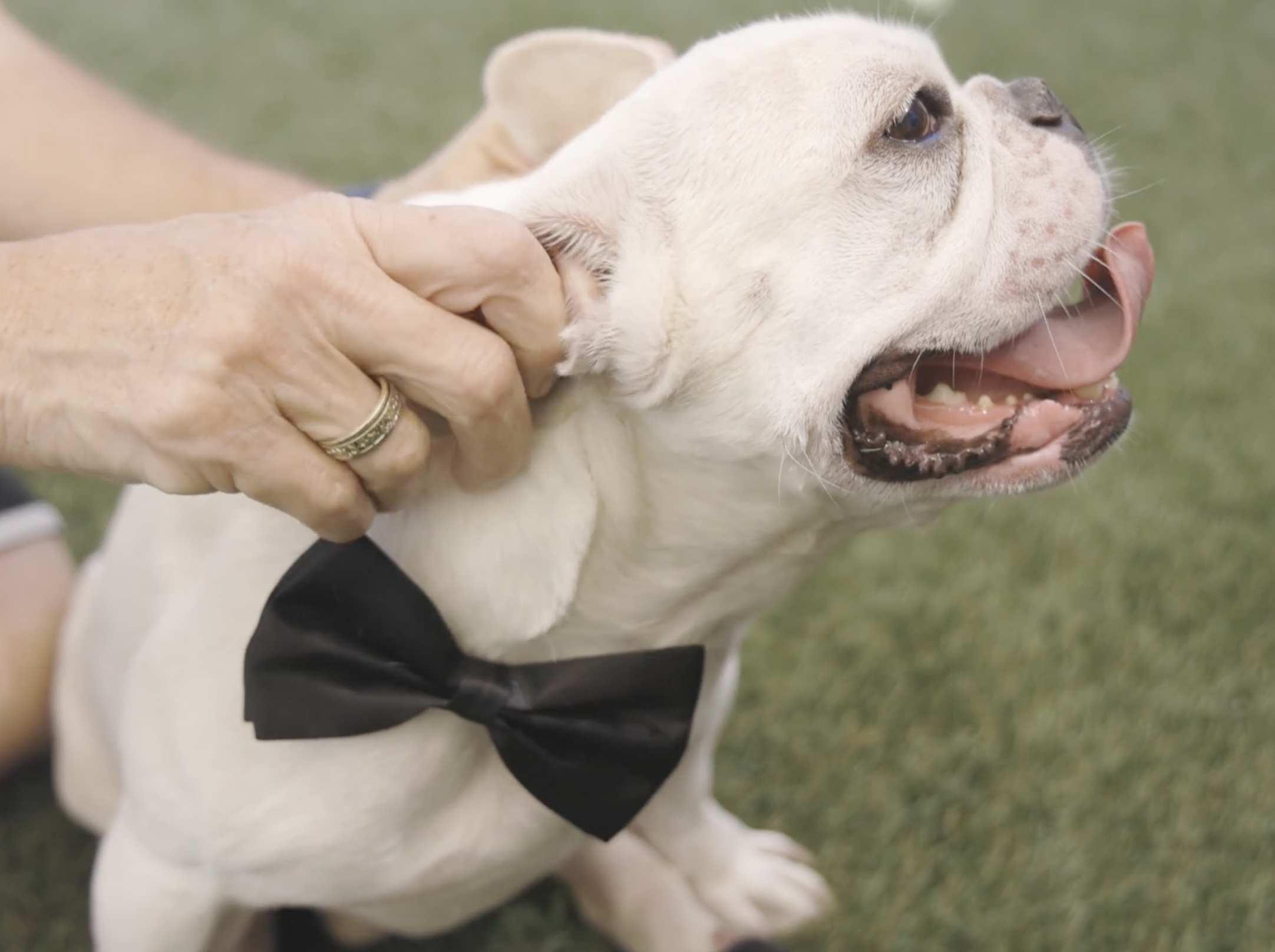 Winston being scratched