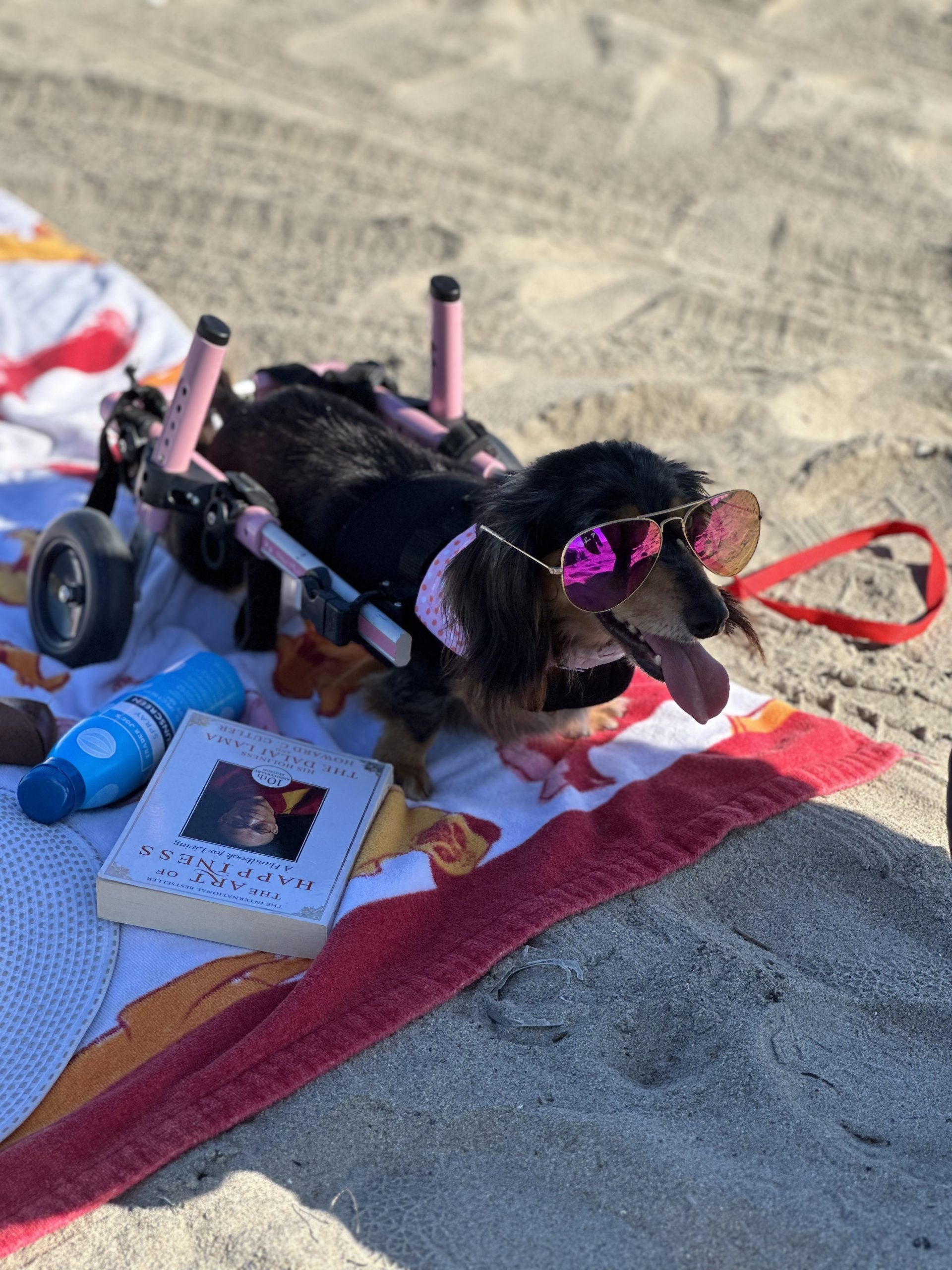 Darcy having fun at the beach