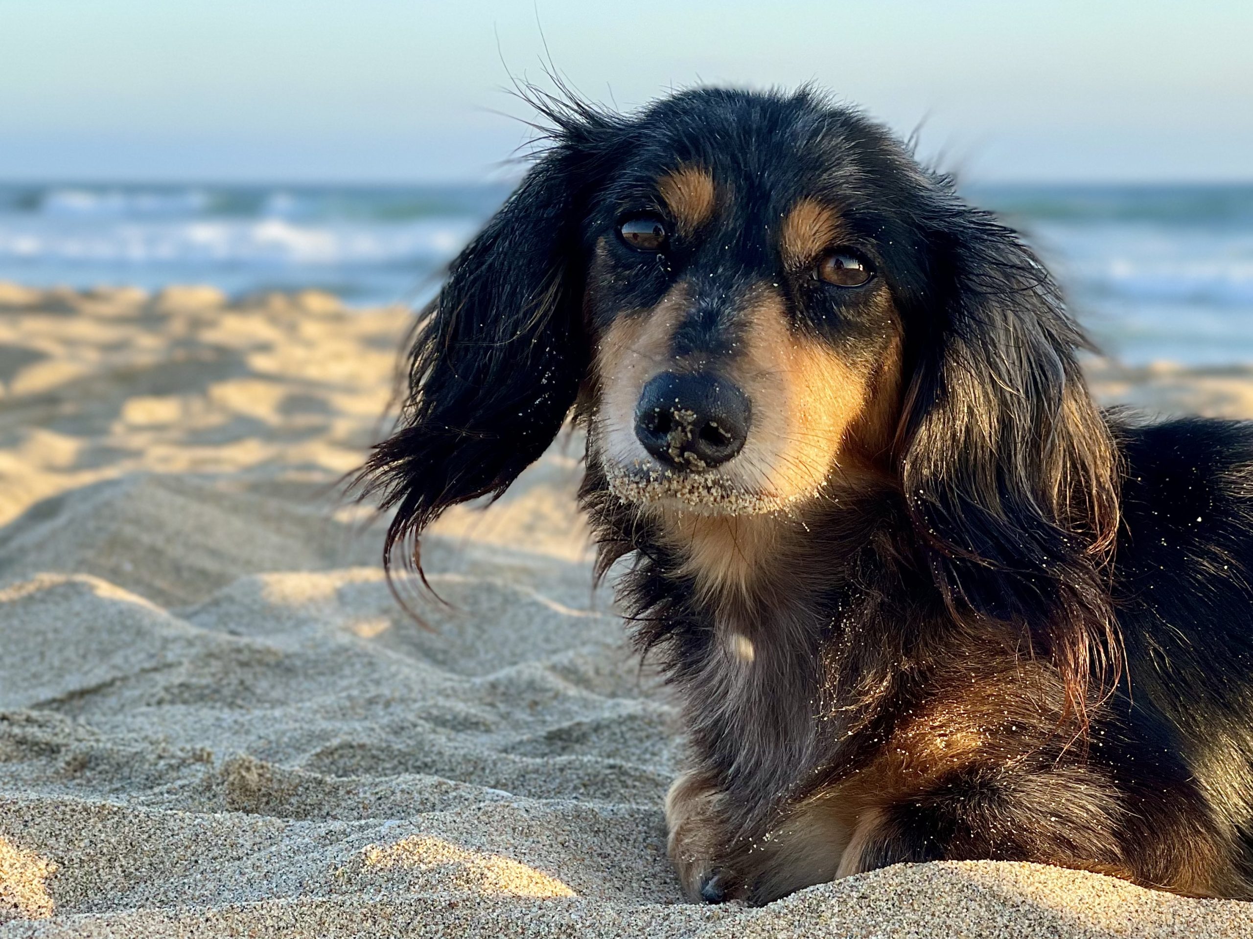 Darcy at the beach
