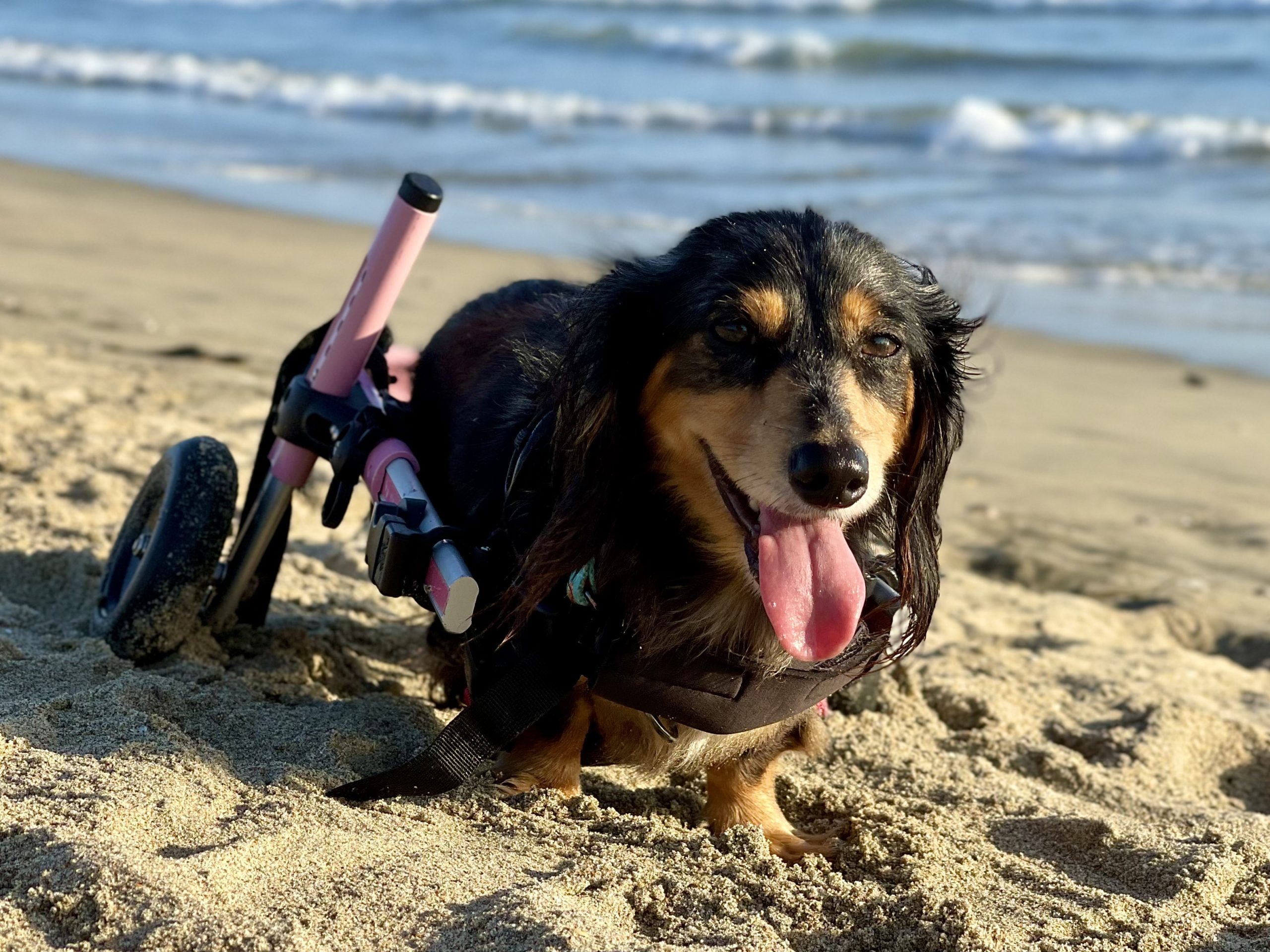 Darcy playing in the sand