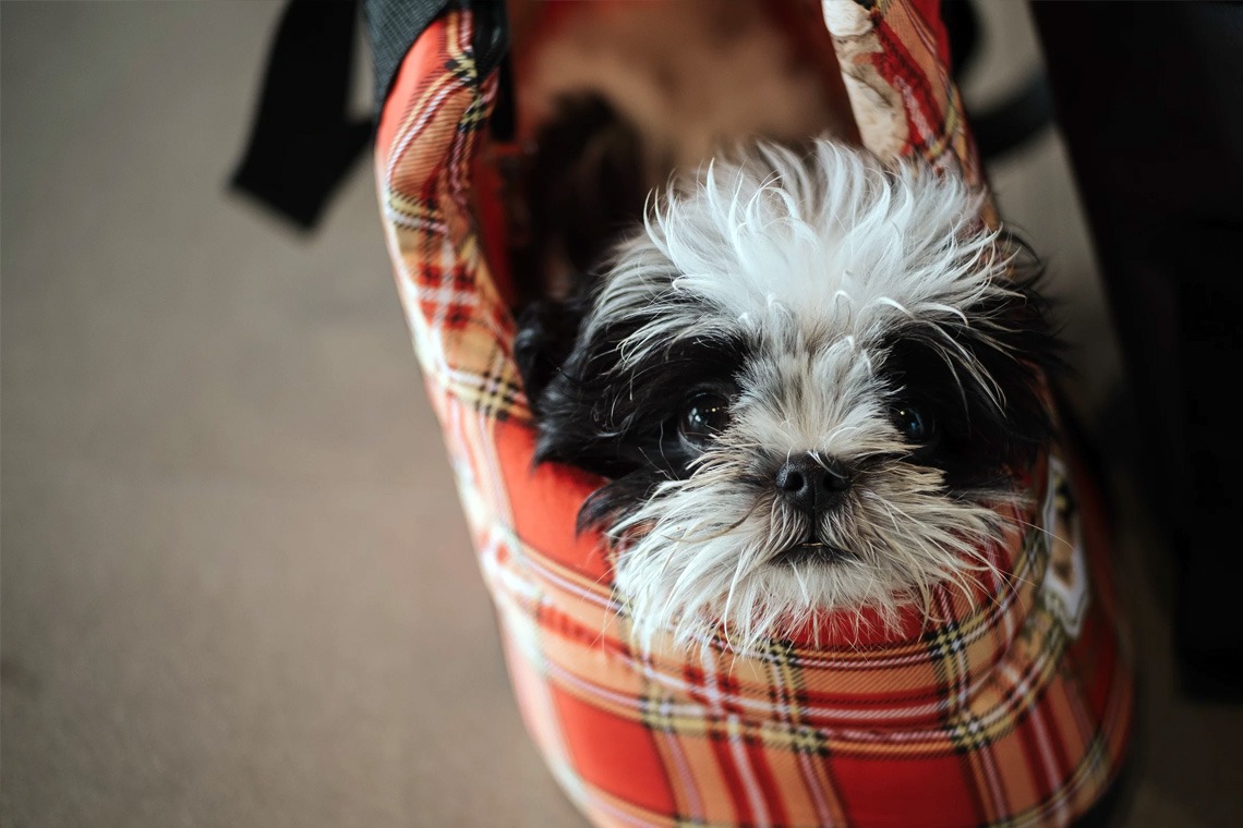 Pets and Airbnb: Making a pet-friendly Airbnb work
