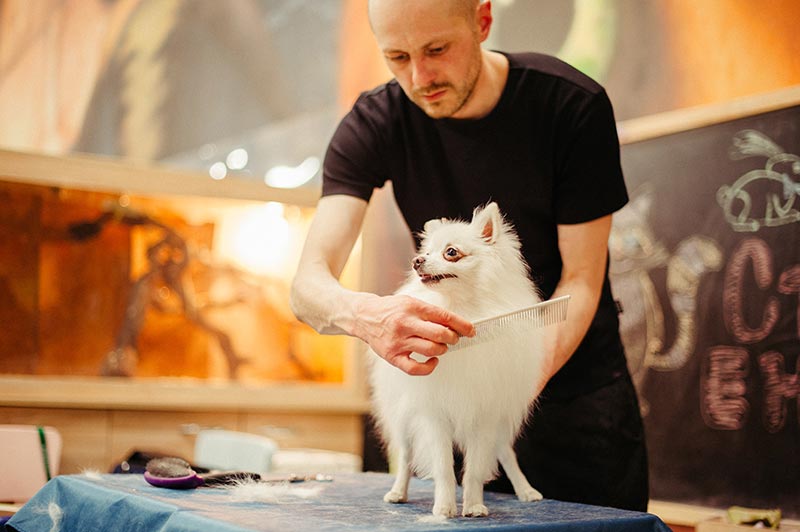 At-Home Dog Grooming