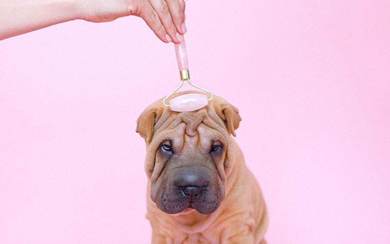Dog Age In Human Years