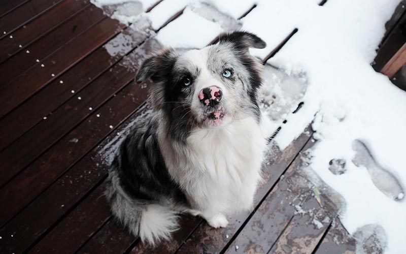 My Dog Hates The Snow!
