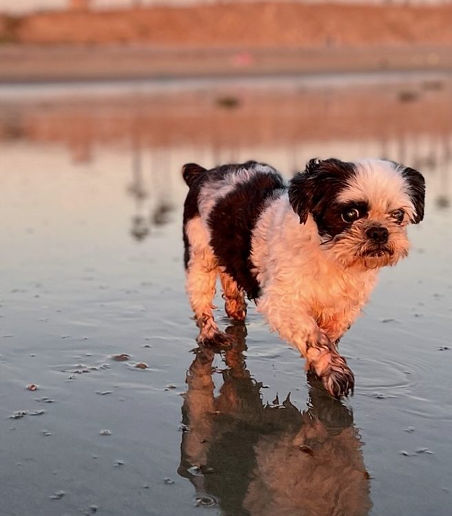 Moe walking during sunset