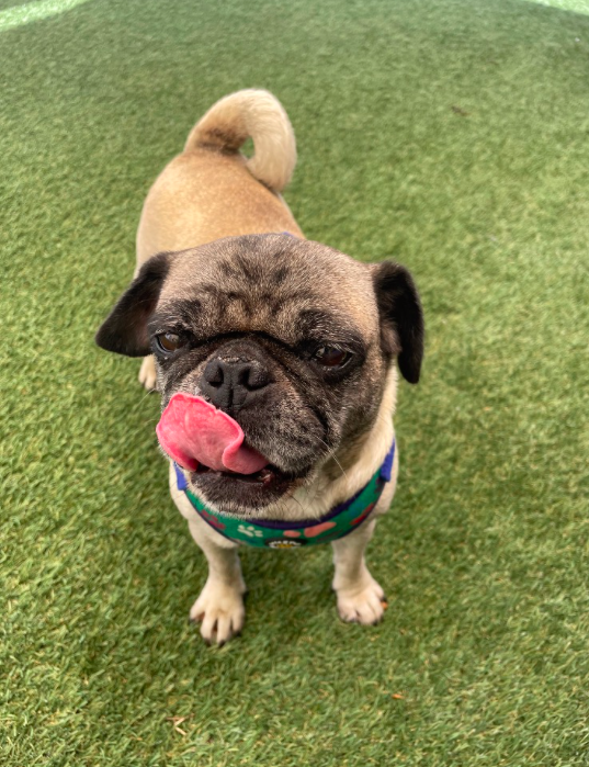 Celine with her tongue out