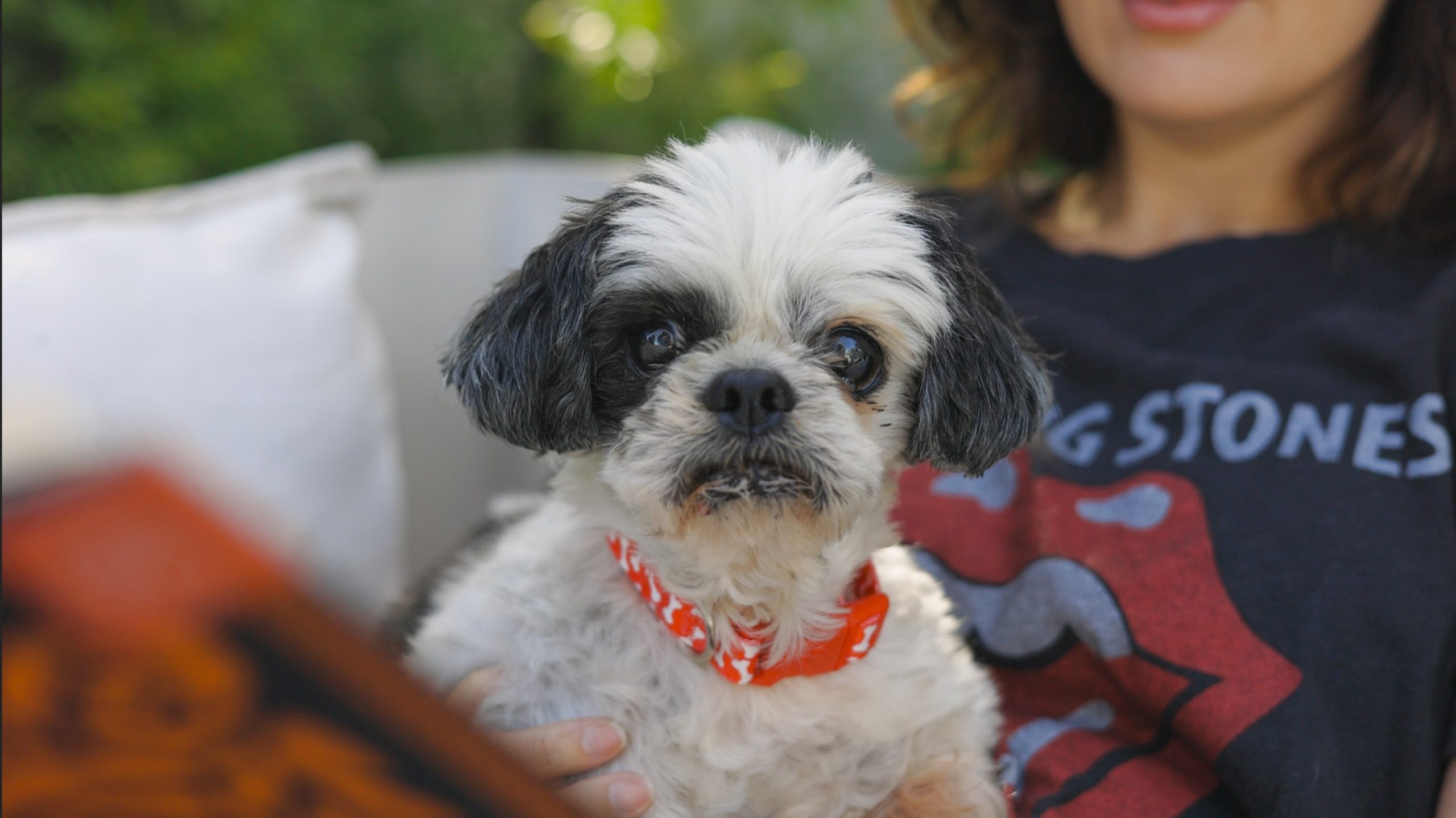 Moe looking at camera in red collar