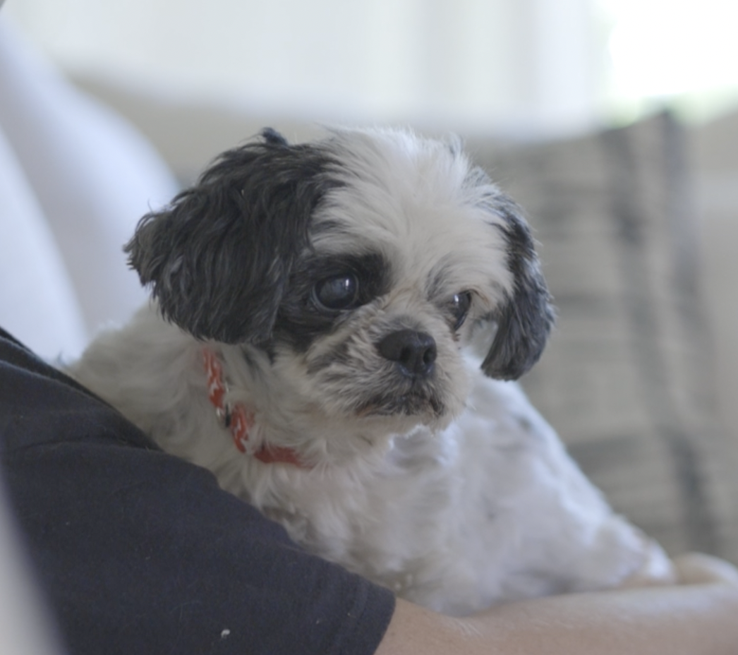 Moe sitting on the couch