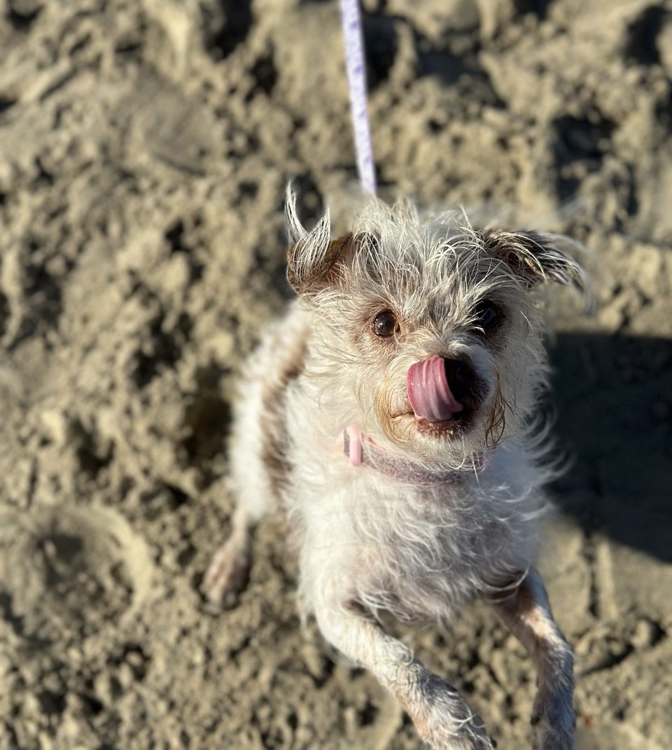 Muñeca with her tongue out