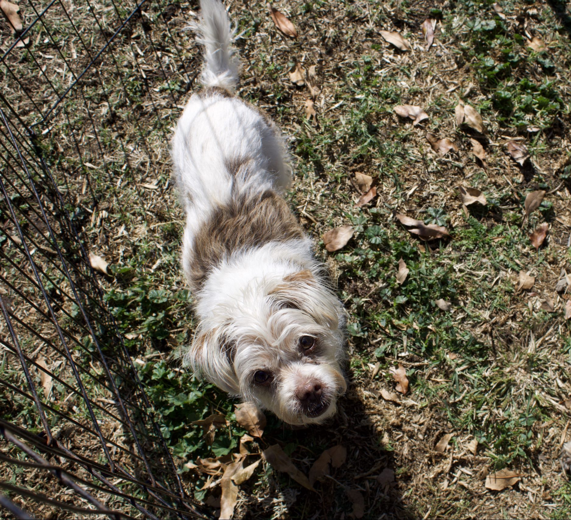 Muñeca looking up at camera