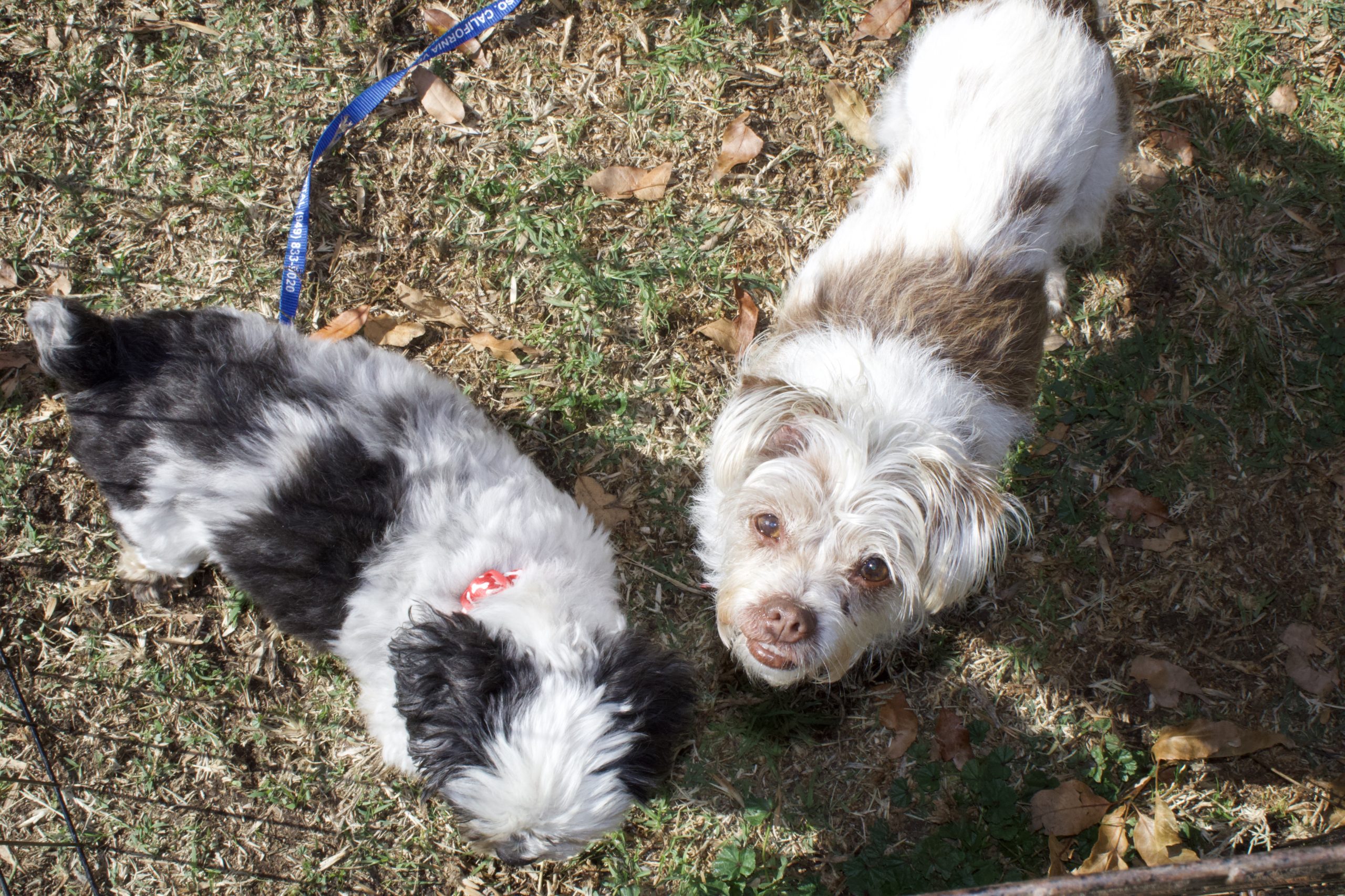 Muñeca with another dog