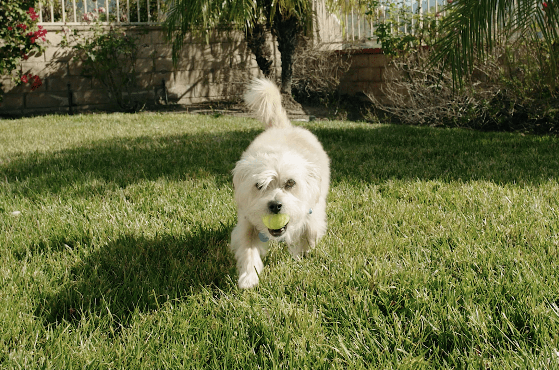 Beau playing with a ball