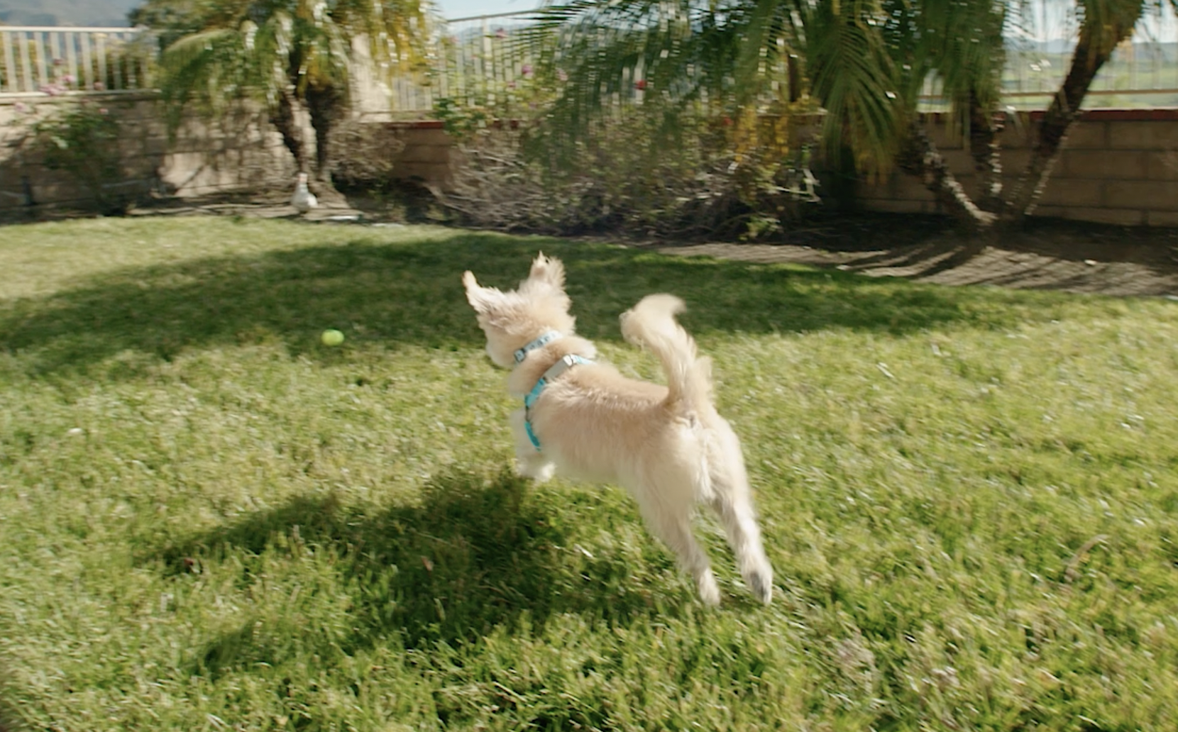 Beau running outside