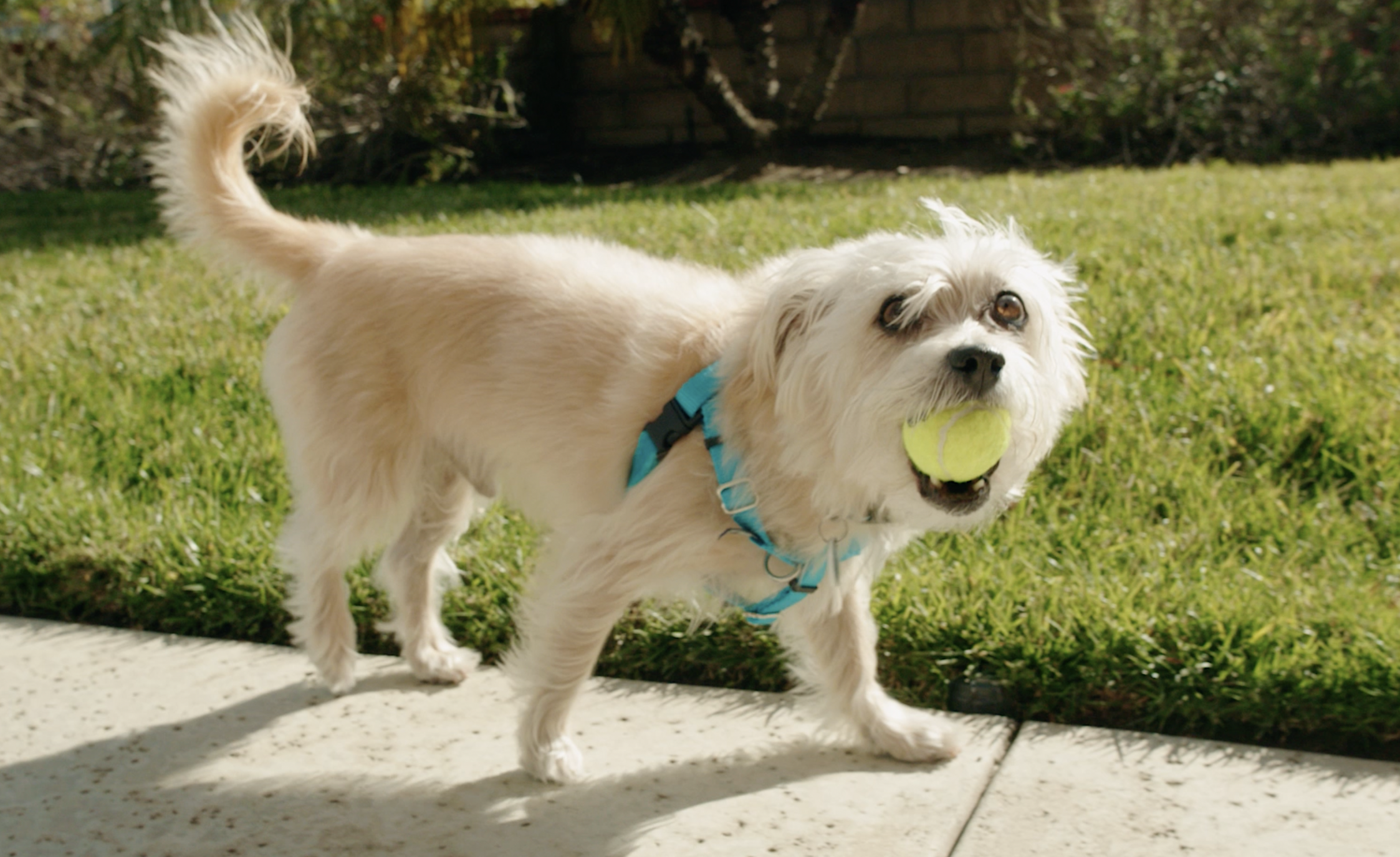 Beau with a ball