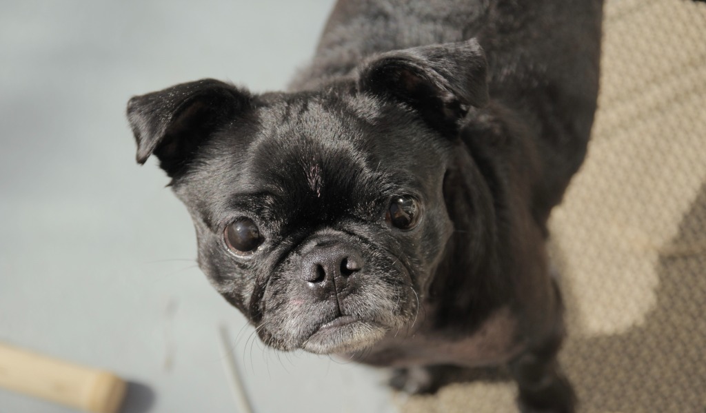 close up of rift the pug