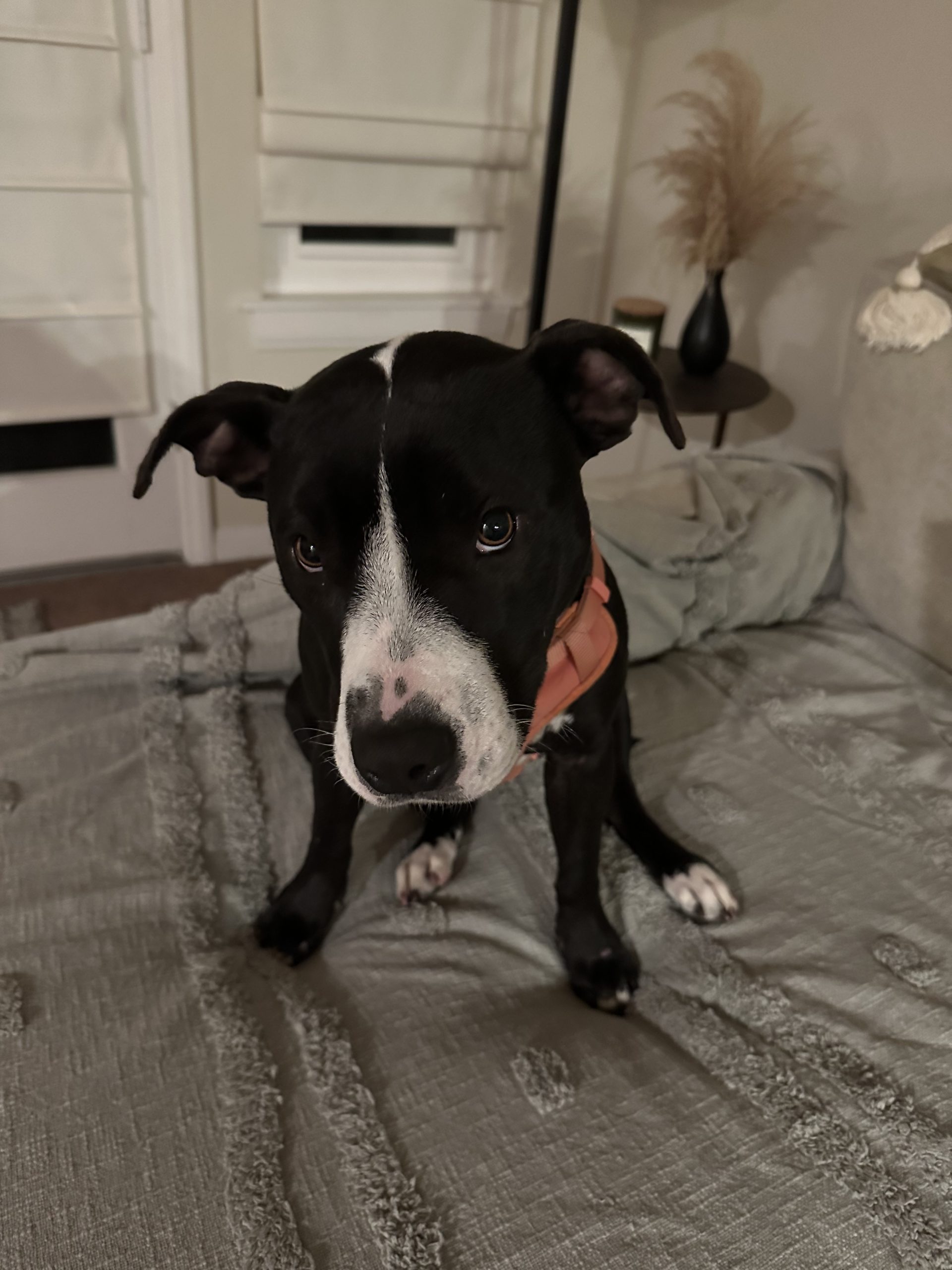 Penelope, black and white terrier mix, sitting with pink harness on