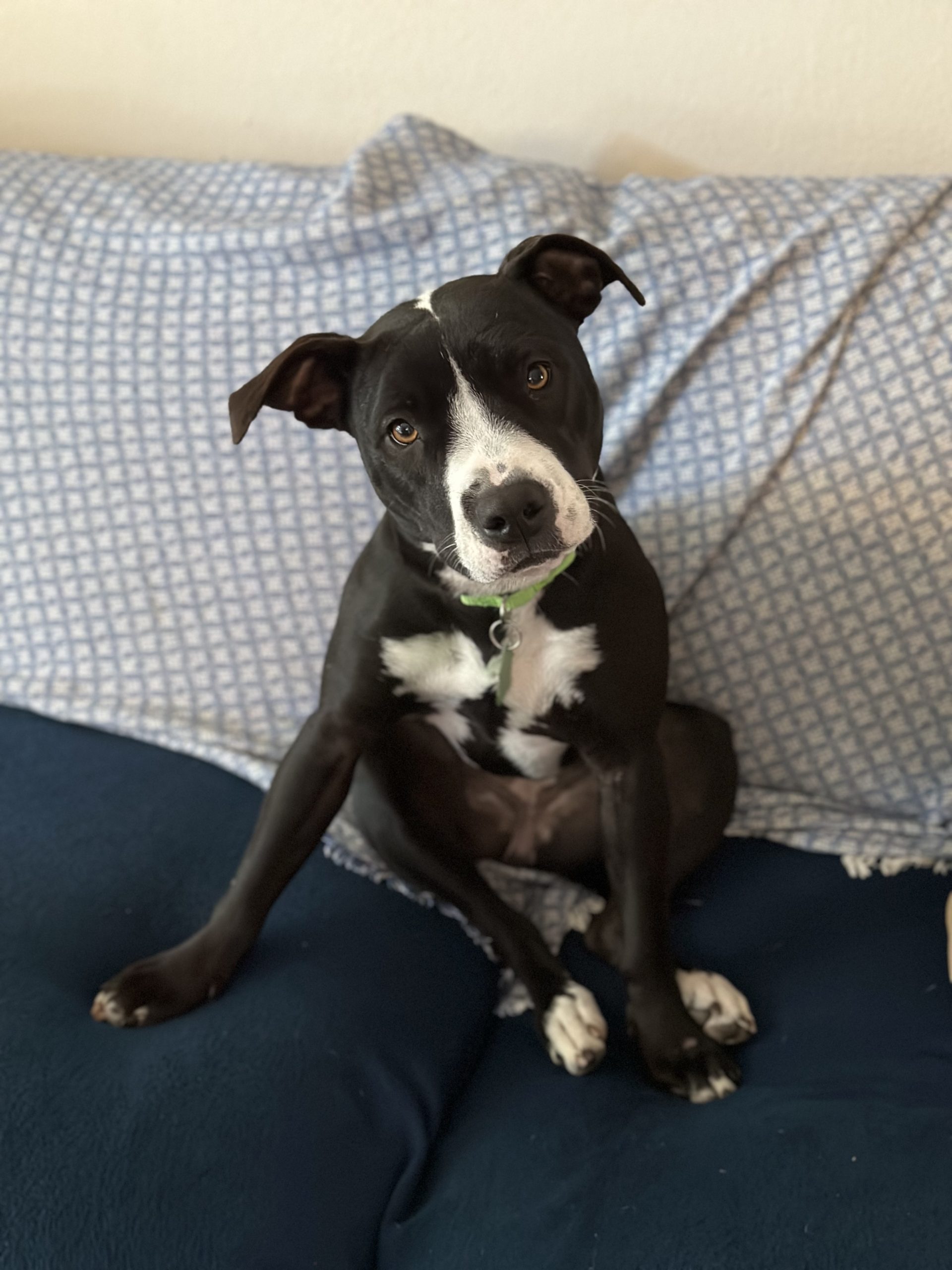 Penelope, black and white terrier mix, sitting on the bed