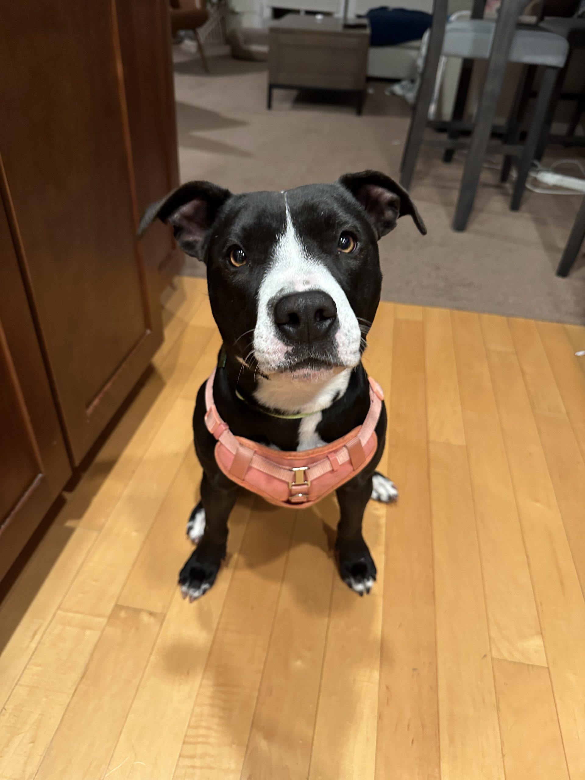 Penelope, black and white terrier mix, sitting with pink harness on