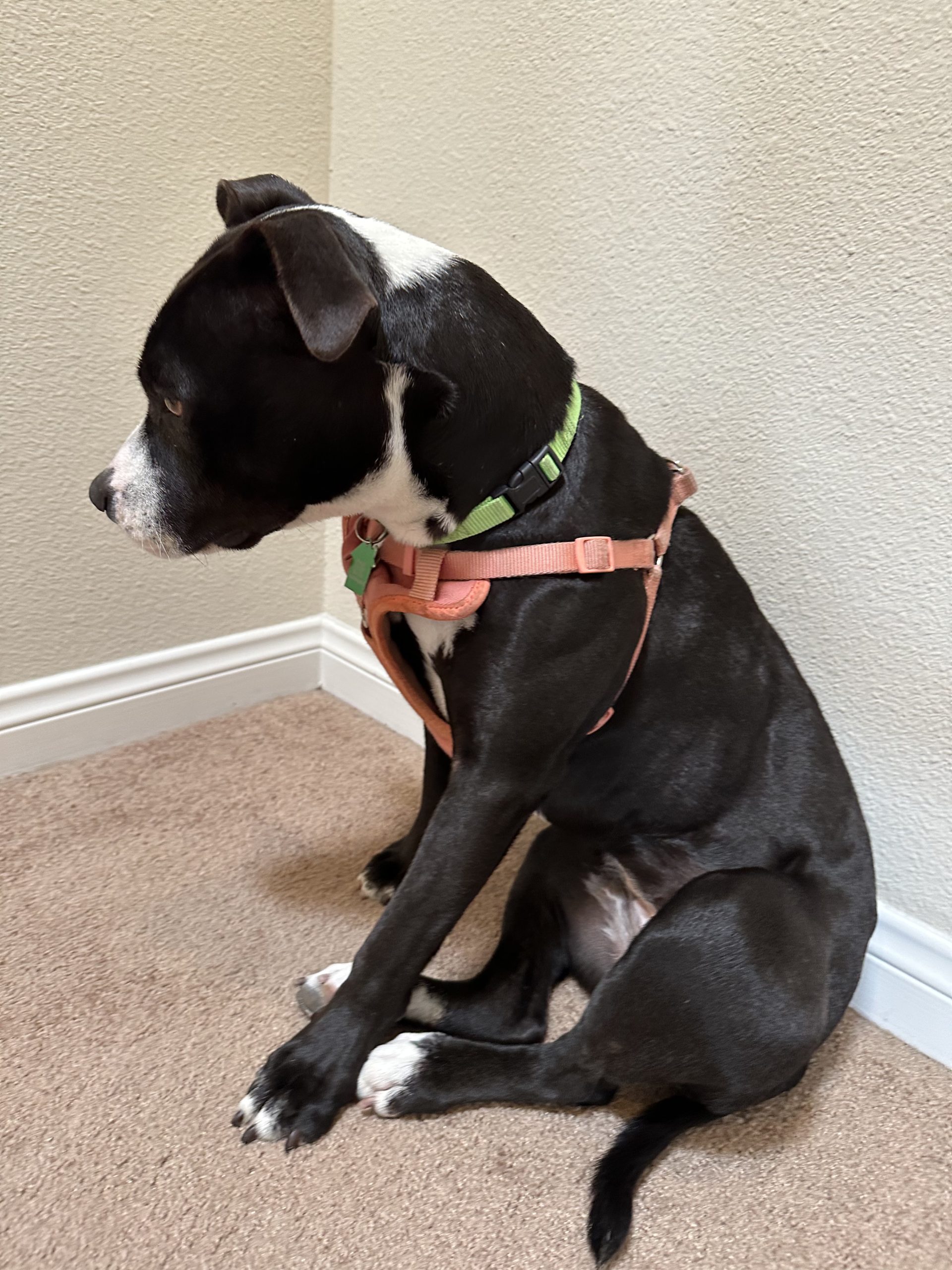 Penelope, black and white terrier mix, sitting in the corner