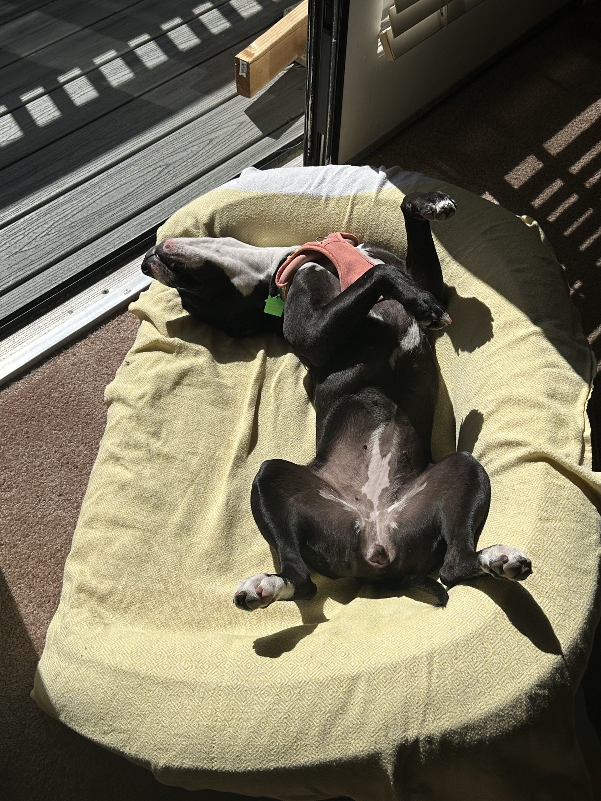 Penelope, black and white terrier mix, laying on her back in her dog bed