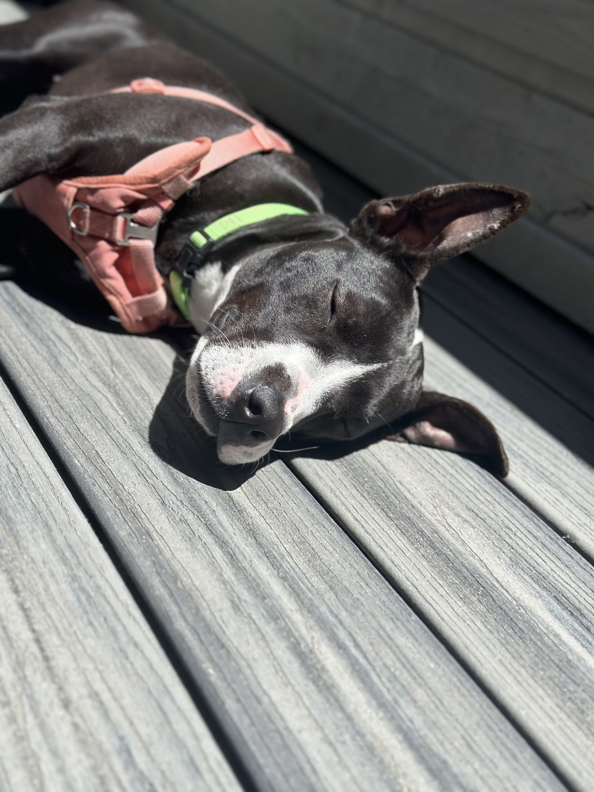 Penelope, black and white terrier mix, sunbathing outside on a deck