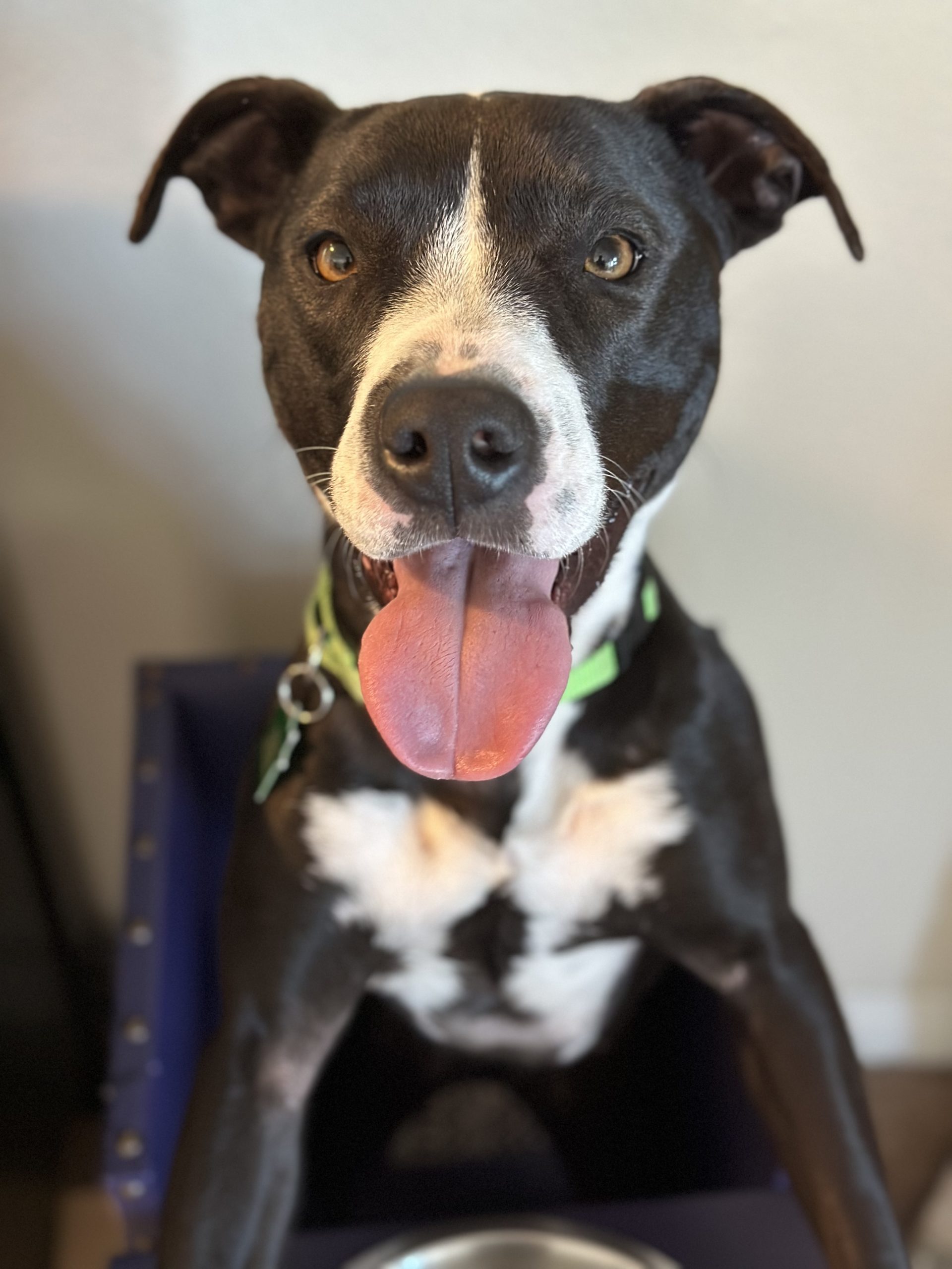 Penelope, black and white terrier mix, smiling at the camera with her tongue out