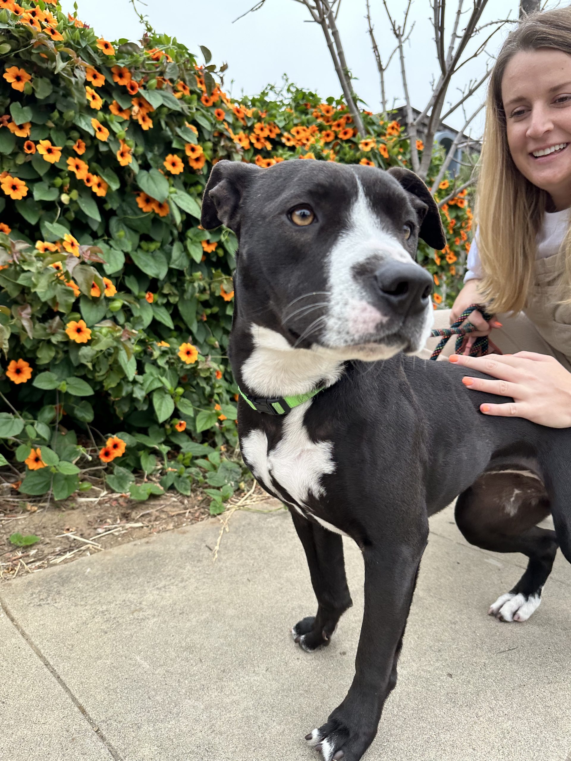 Penelope, black and white terrier mix, standing by orange flowers with foster