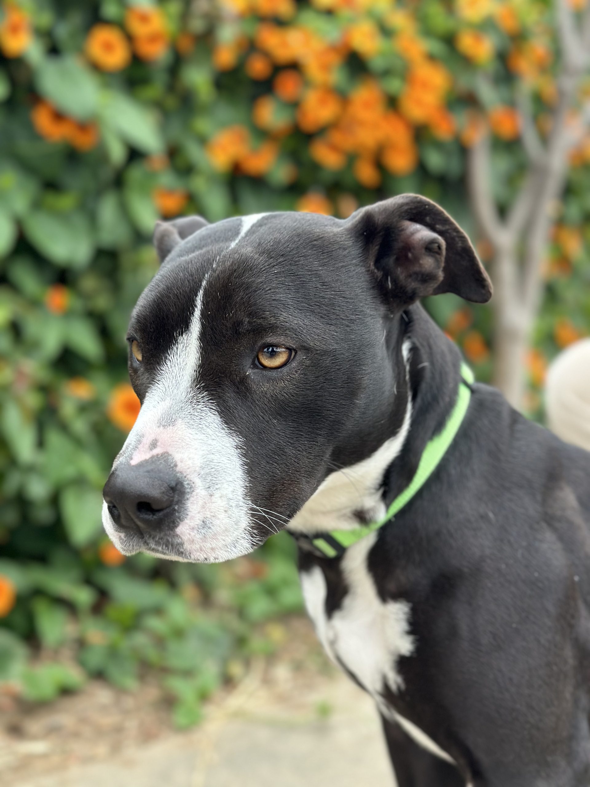 Penelope, black and white terrier mix, standing by orange flowers, looking away