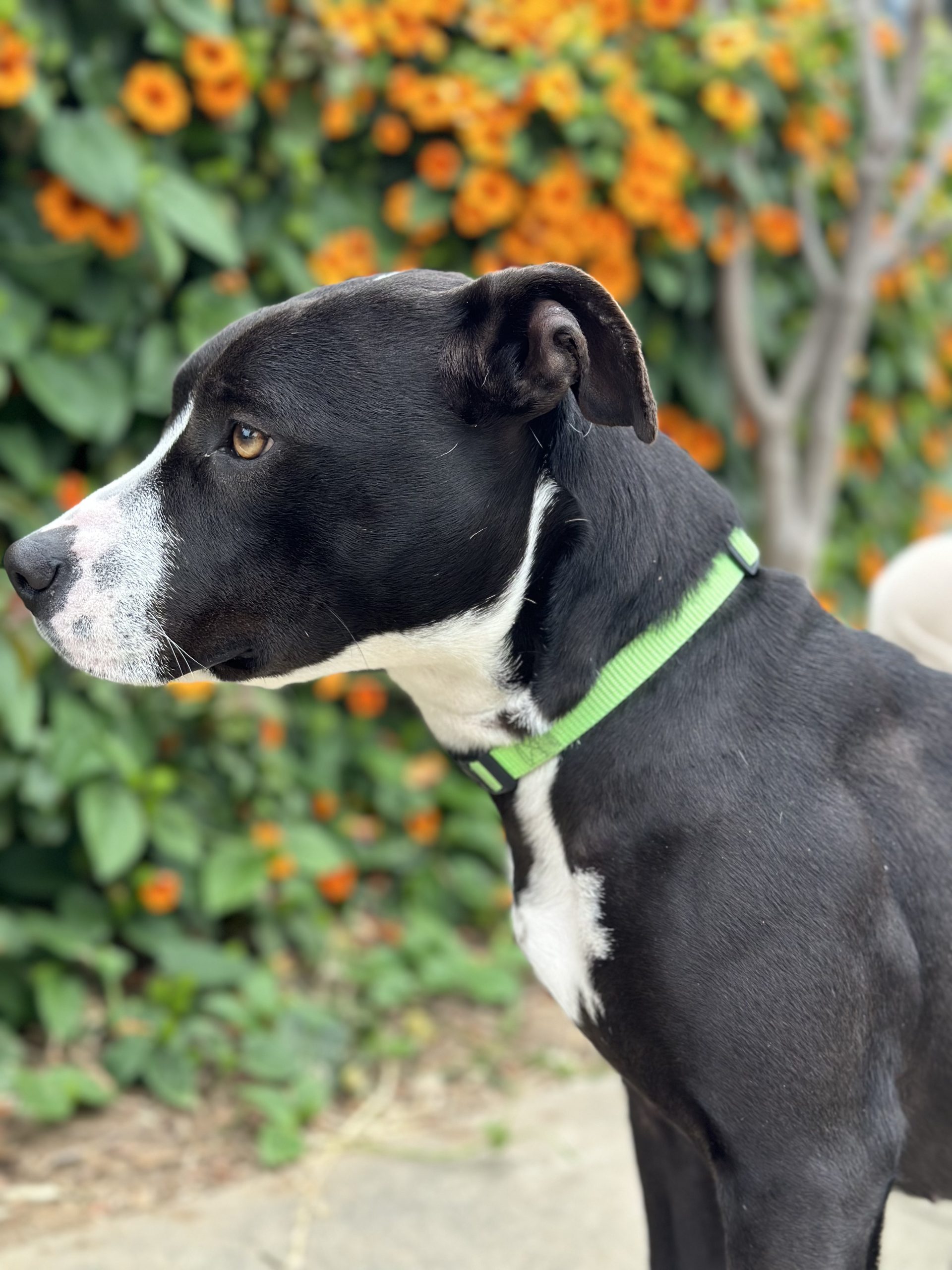 Penelope, black and white terrier mix, standing by orange flowers, looking to the side