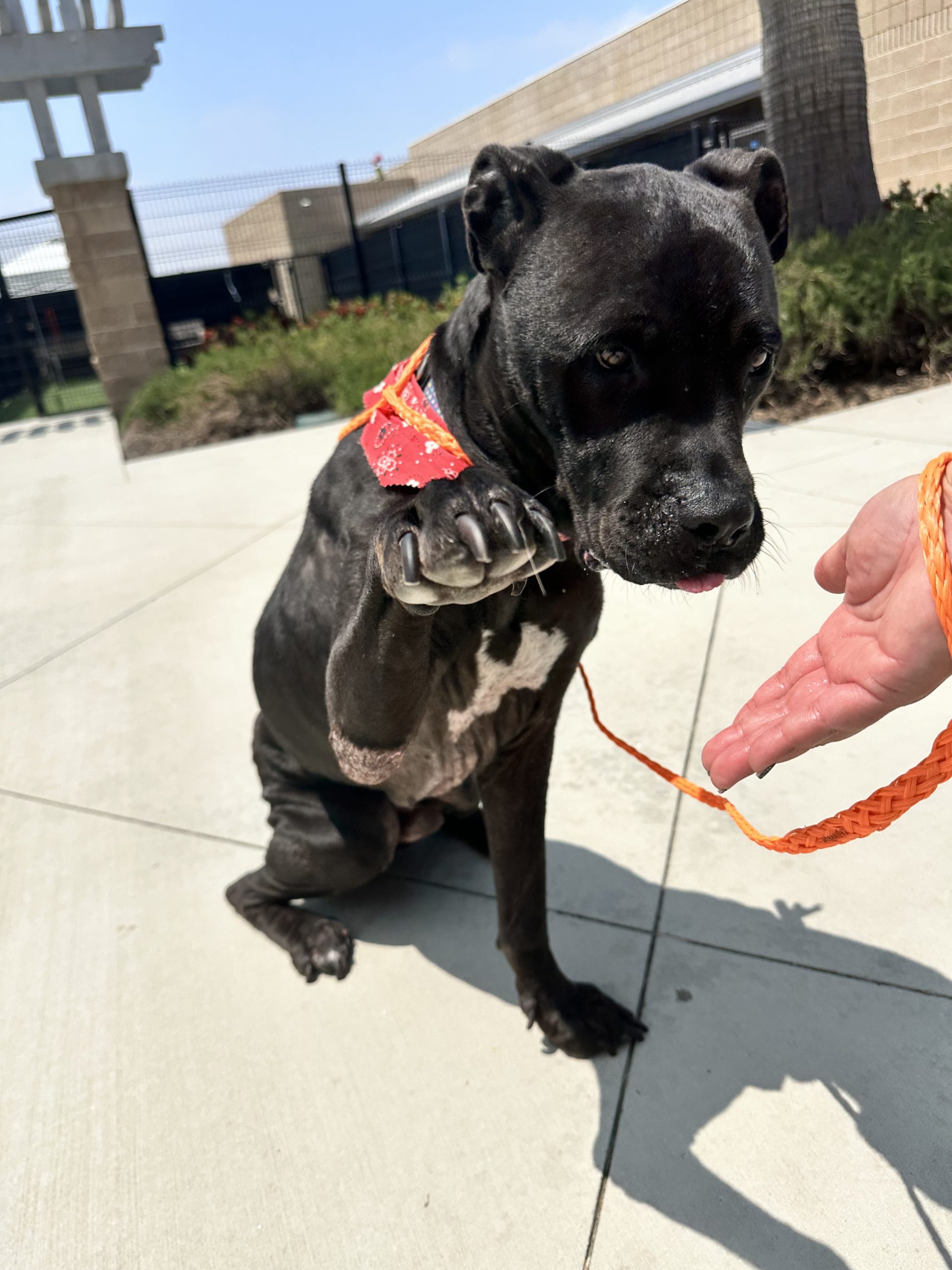 Future, Mastiff/Labrador Retriever Mix, wearing a red bandana, giving foster a high-five
