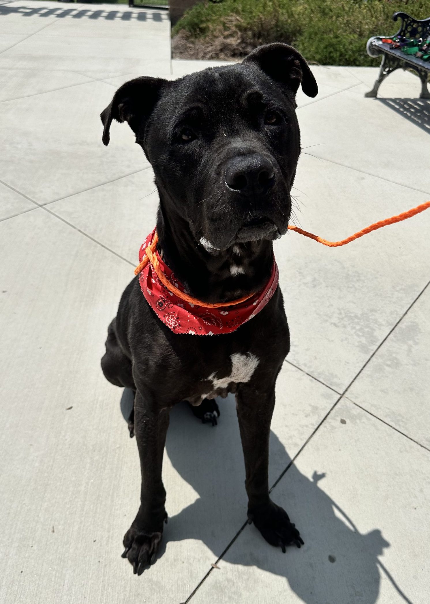 Future, Mastiff/Labrador Retriever Mix, looking at the camera while wearing a red bandana