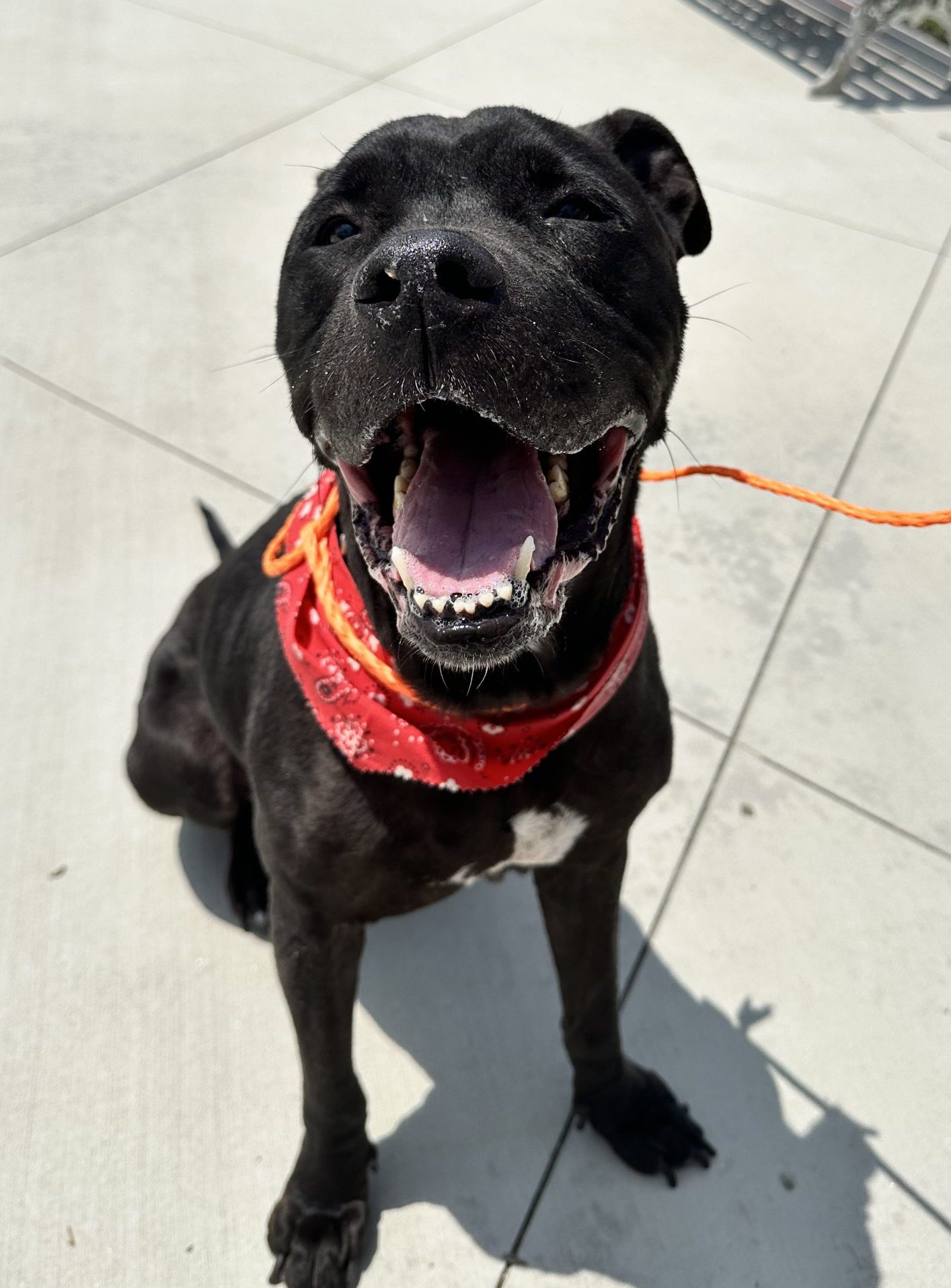 Future, Mastiff/Labrador Retriever Mix, looking up at the camera while wearing a red bandana