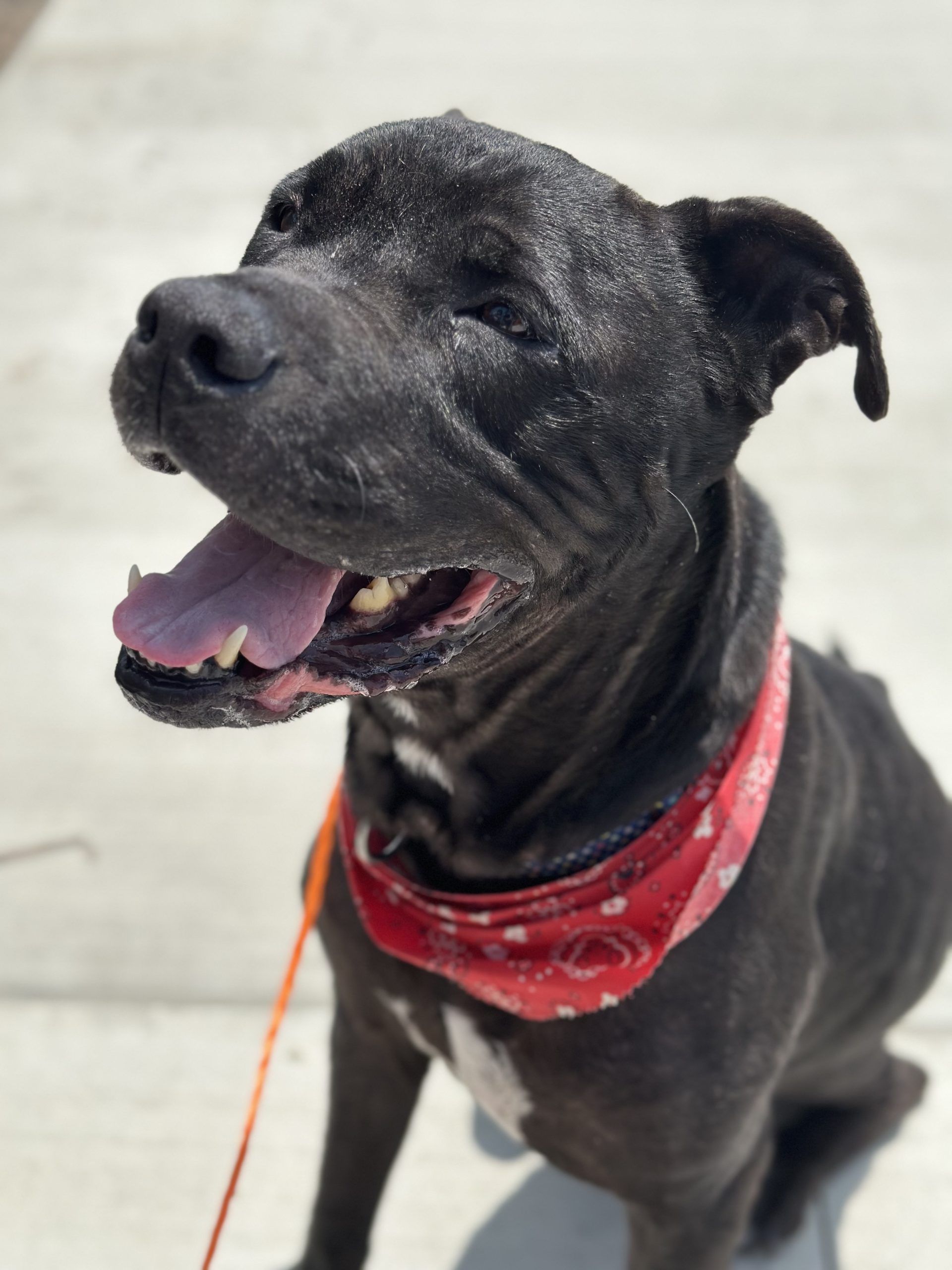 Future, Mastiff/Labrador Retriever Mix, looking up to the side while wearing a red bandana