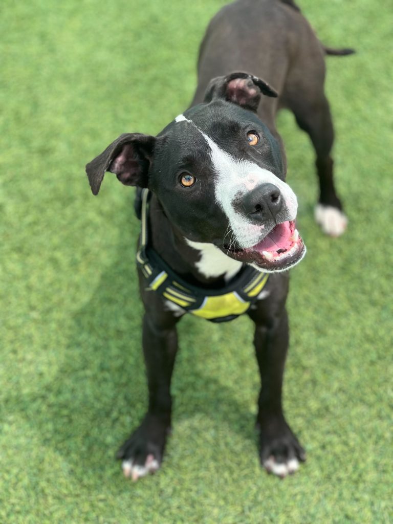 Penelope, black and white terrier mix, standing on grass, smiling up at camera