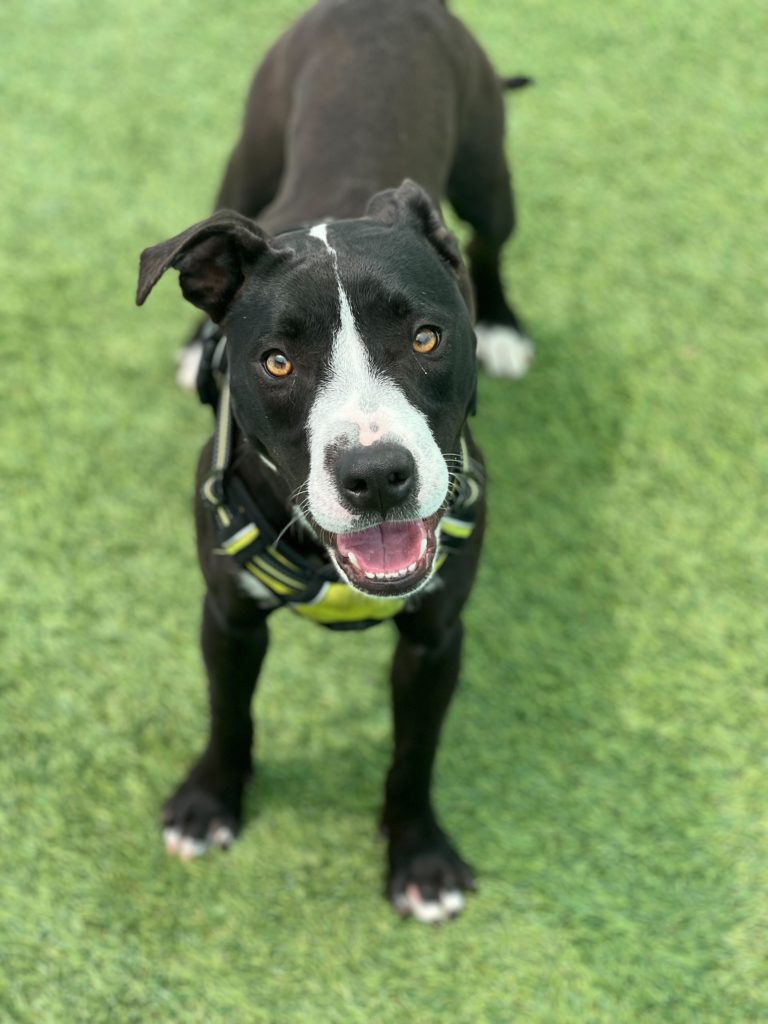 Penelope, black and white terrier mix, standing on grass, smiling up at camera