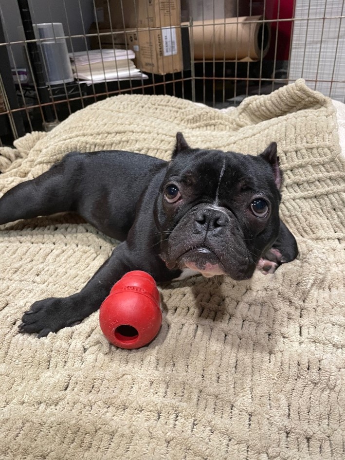 Supergirl, laying in bed with a Kong toy