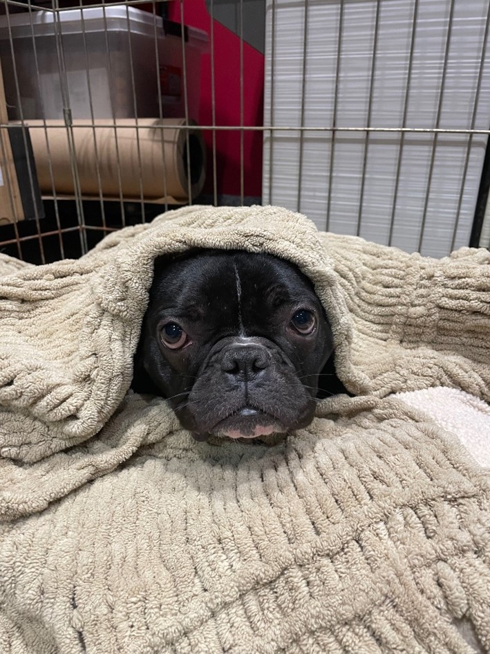 Supergirl poking her head out from under the covers