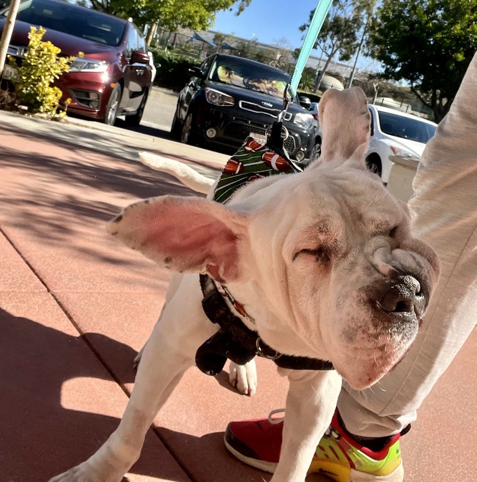 Abel, Bulldog/Mastiff Mix, wearing red harness, shaking his head