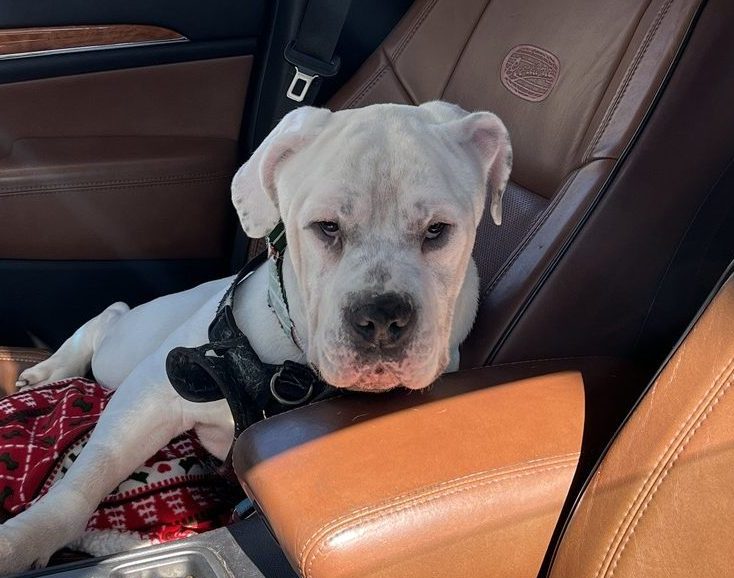 Abel, Bulldog/Mastiff Mix, sitting in the car and looking up at the camera