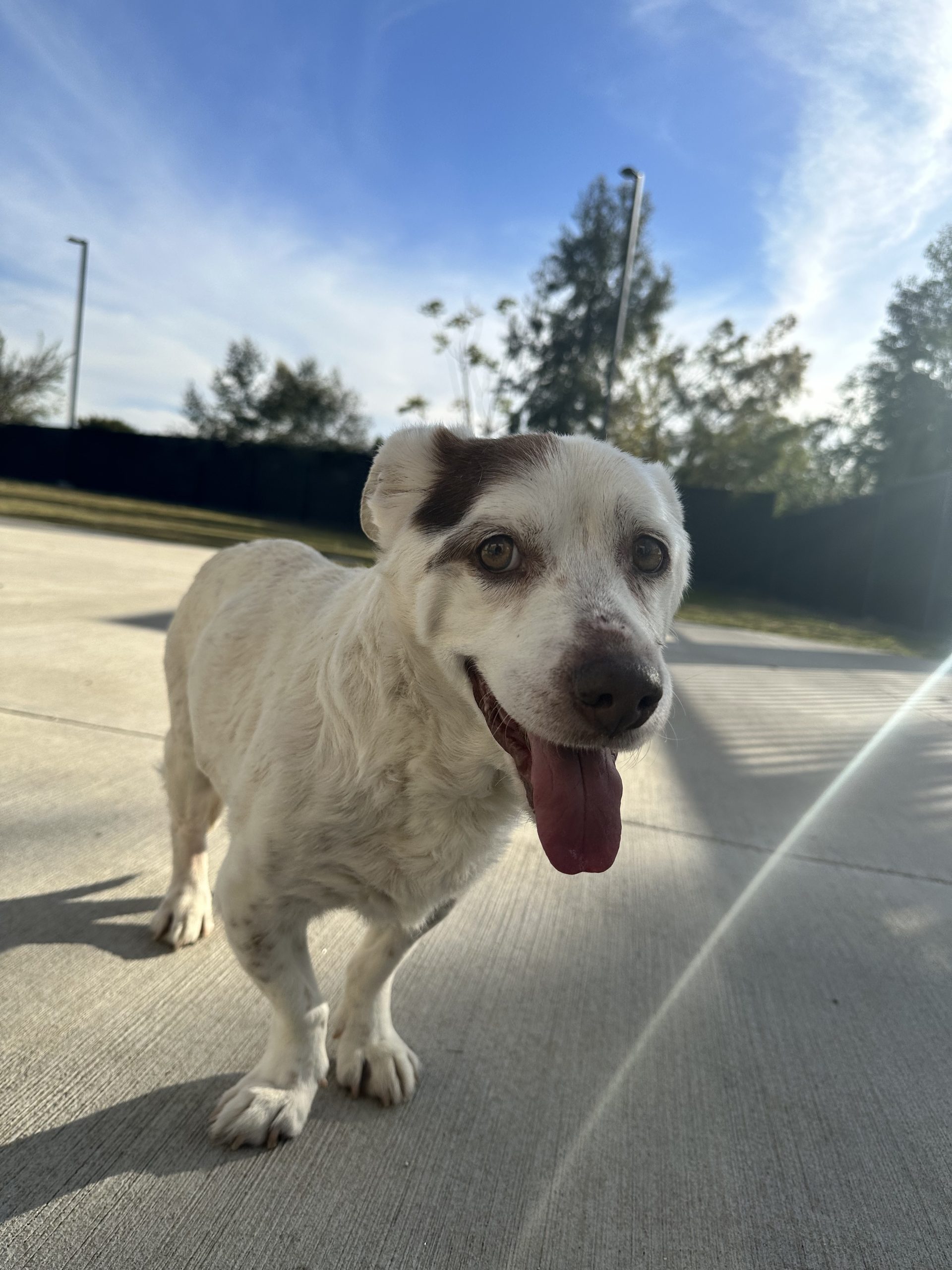 Jetson having fun outside