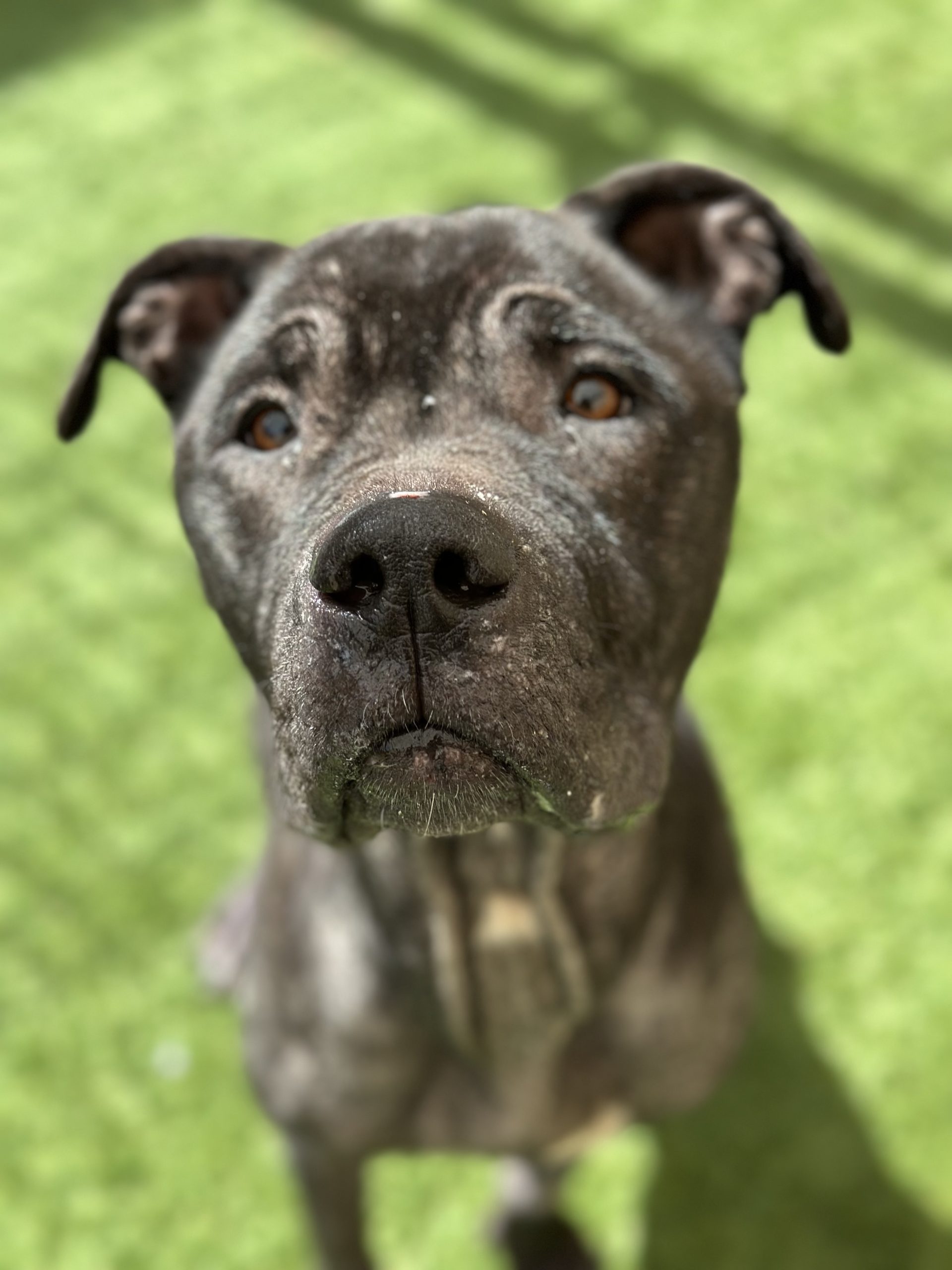 Future, Mastiff/Labrador Retriever Mix, looking up at the camera while sitting on grass