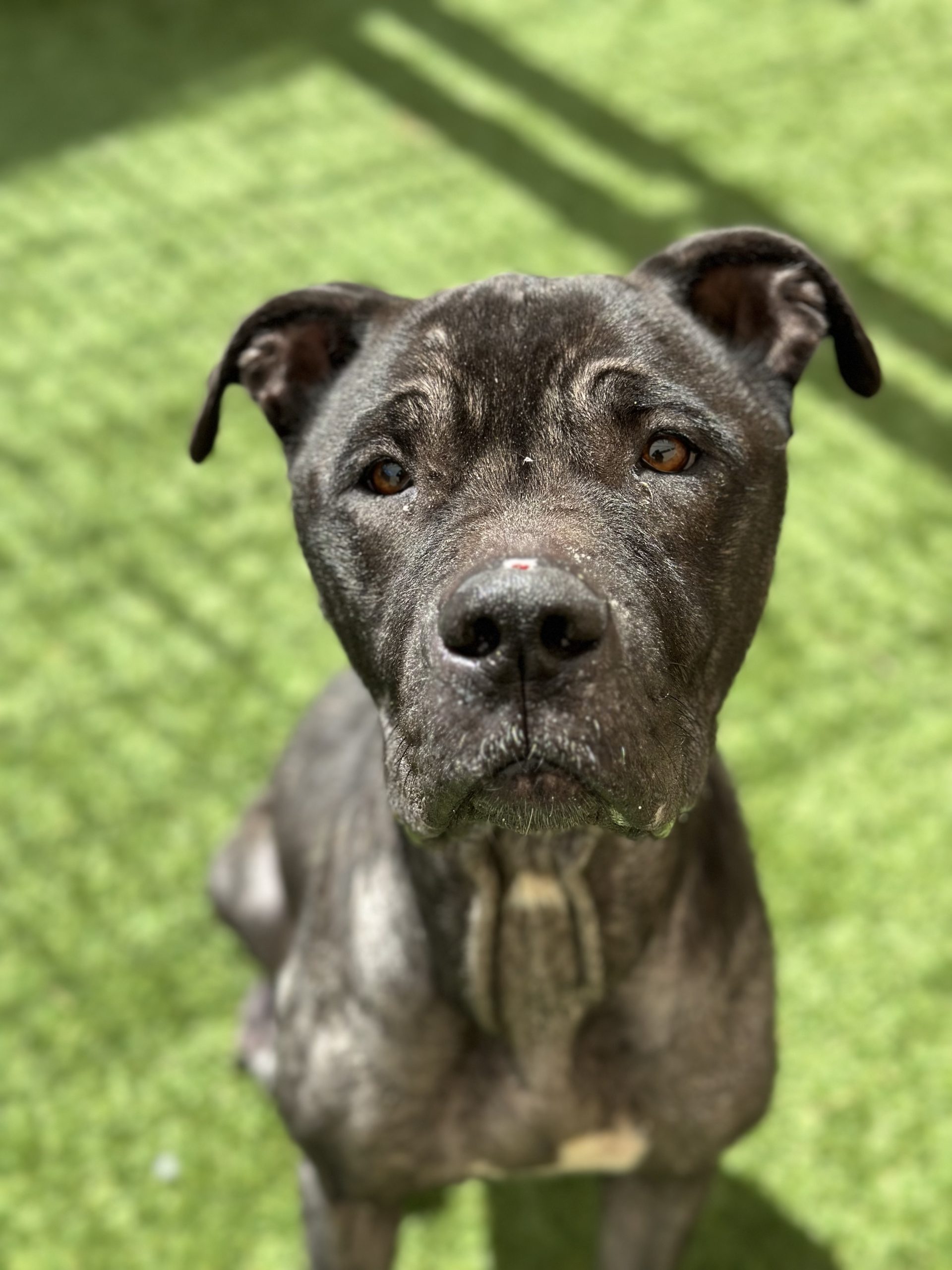 Future, Mastiff/Labrador Retriever Mix, looking up at the camera while sitting on grass
