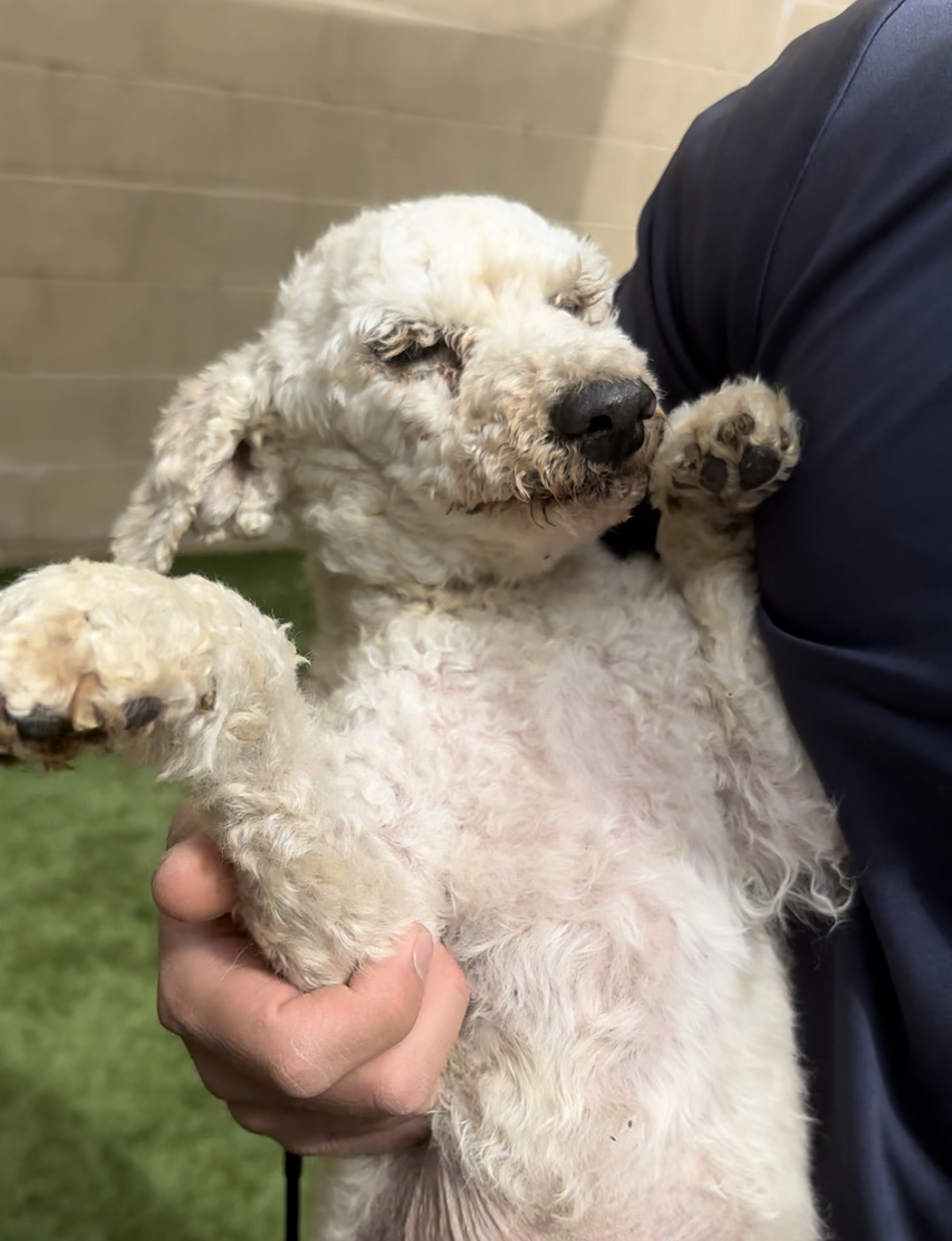 Shorty with his arms up in his fosters lap