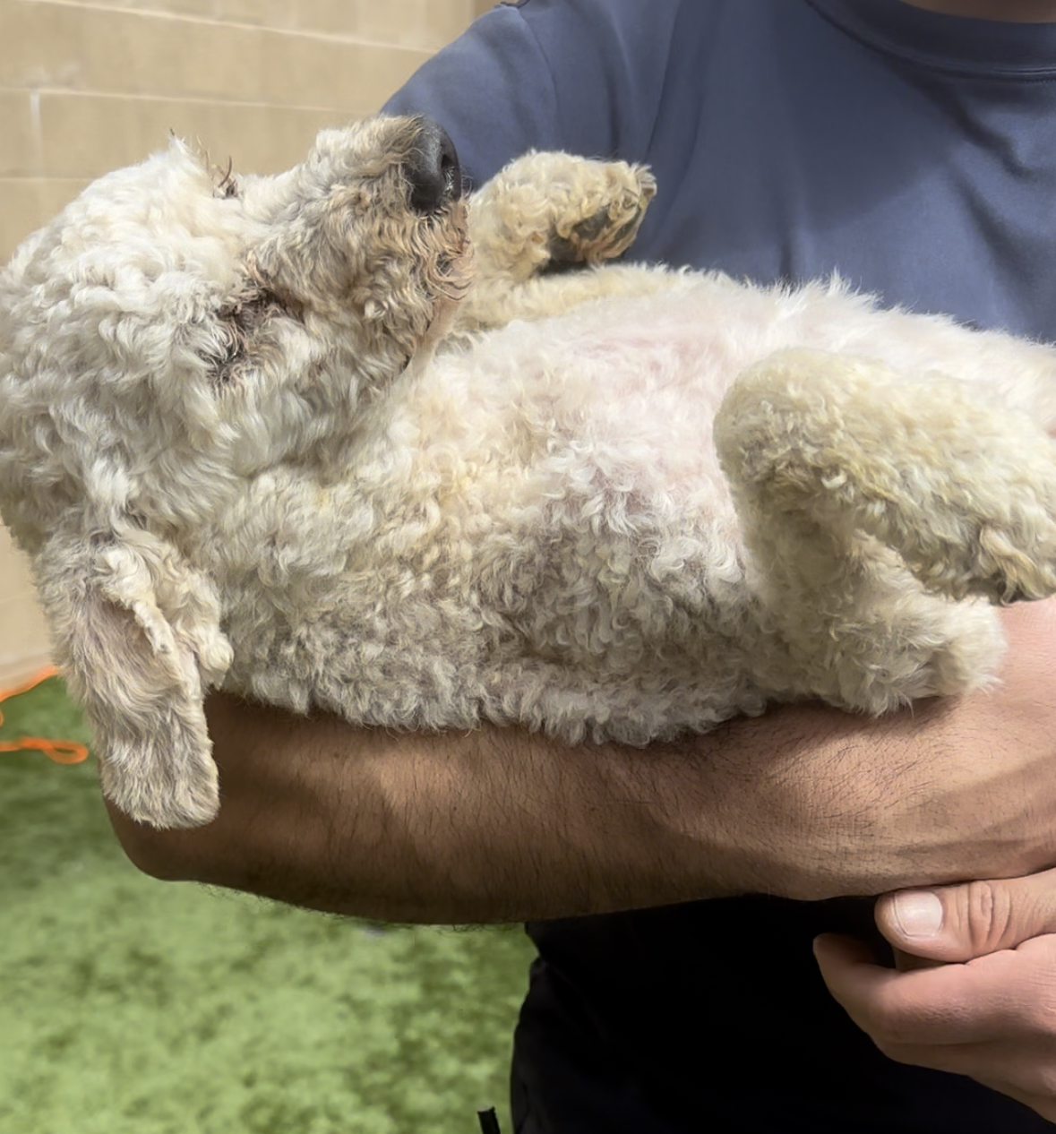 Shorty being held