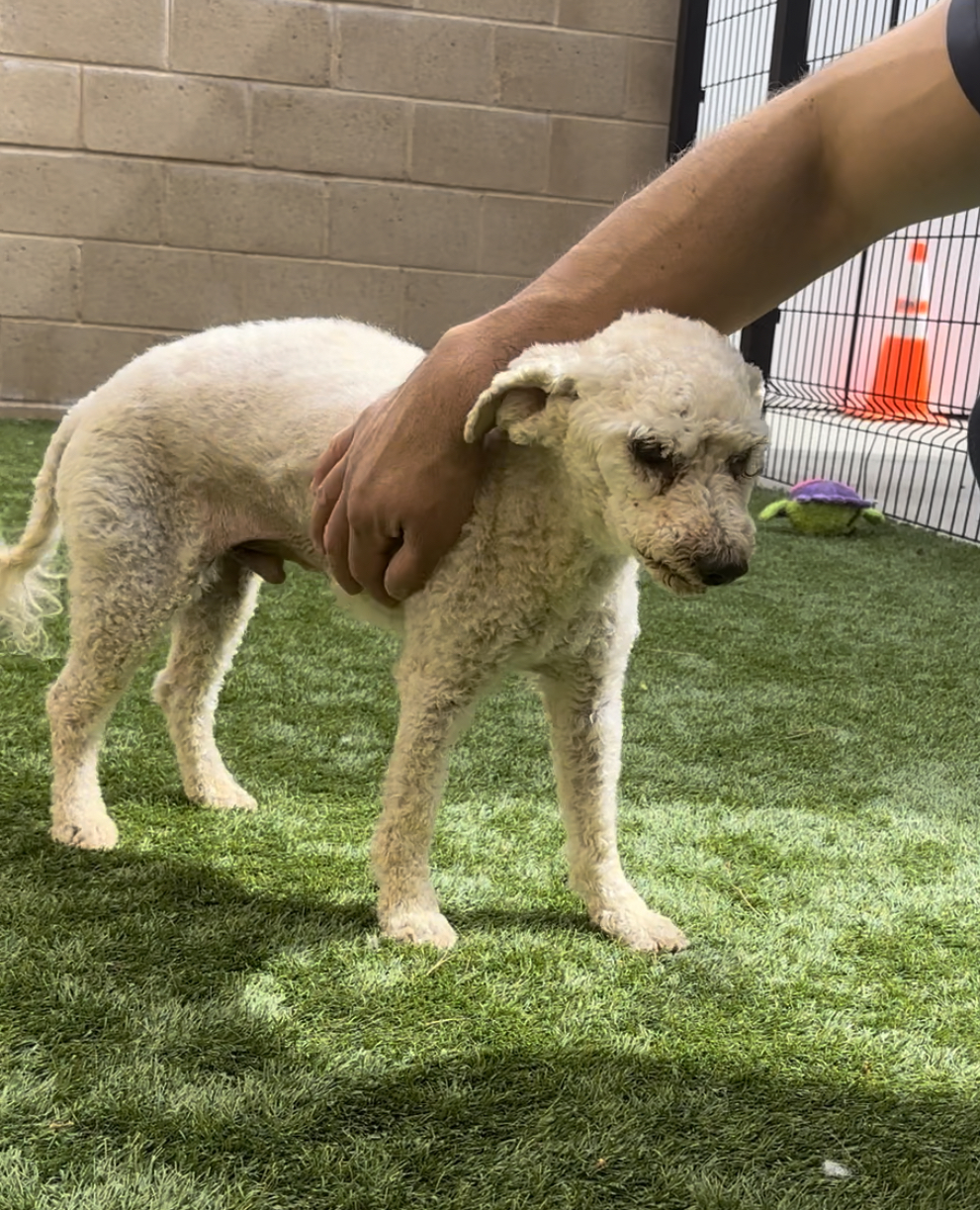 Shorty being scratched