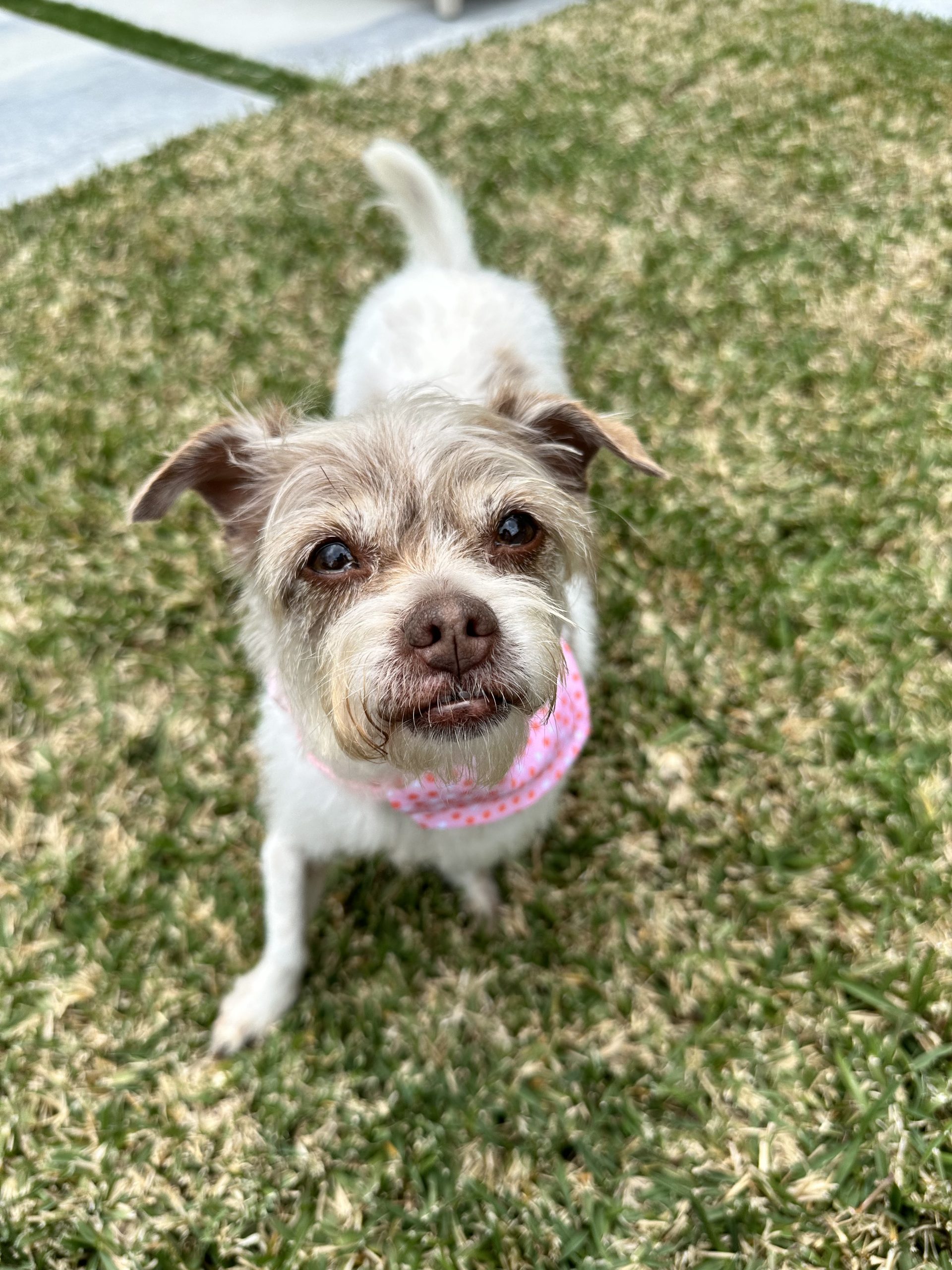 Muñeca looking up at the camera