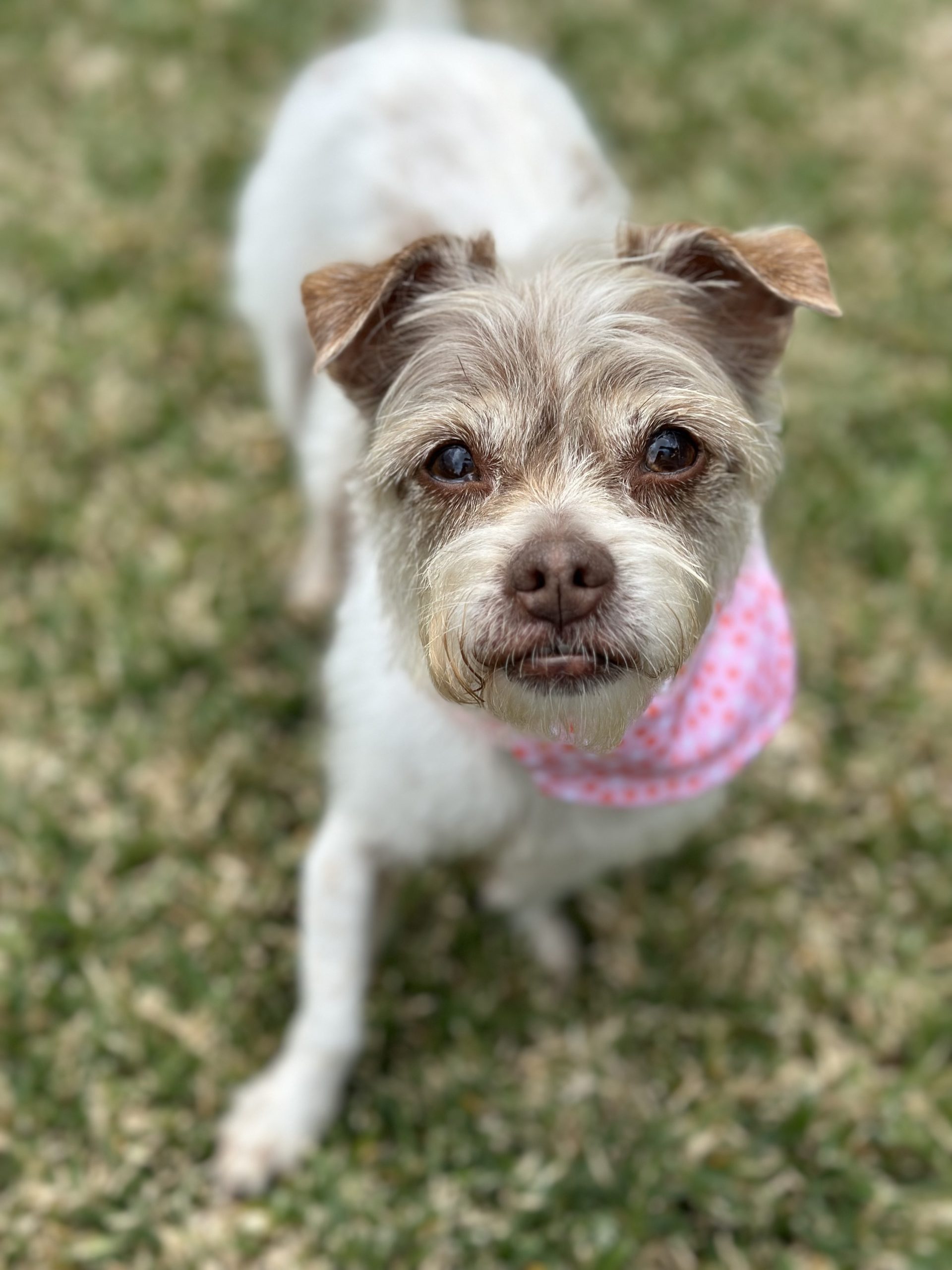 Muñeca looking not camera with a pink bandana